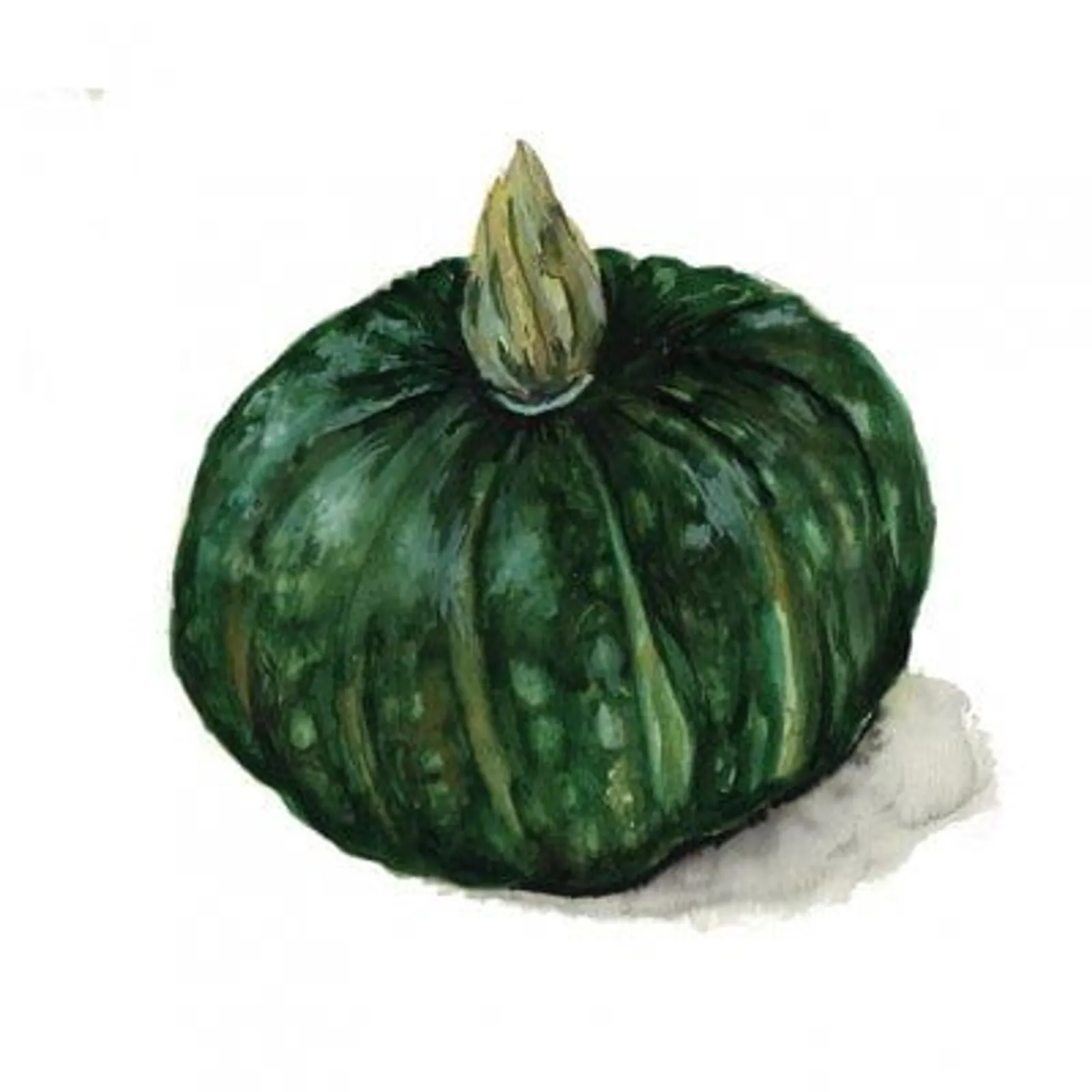 Vintersquash 'Buttercup Bush Emerald', Frö
