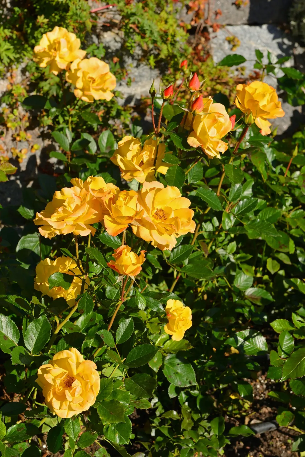 Floribundaros GOLDMARIE ('Korfalt') - miniatyr 3