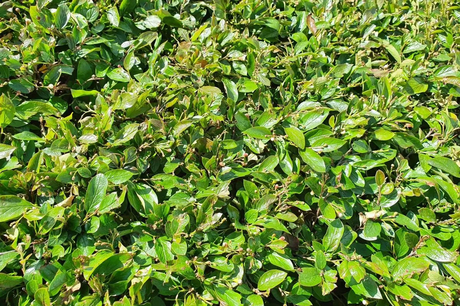 Häckoxbär, 60-100 cm, Goliat — detalj 2