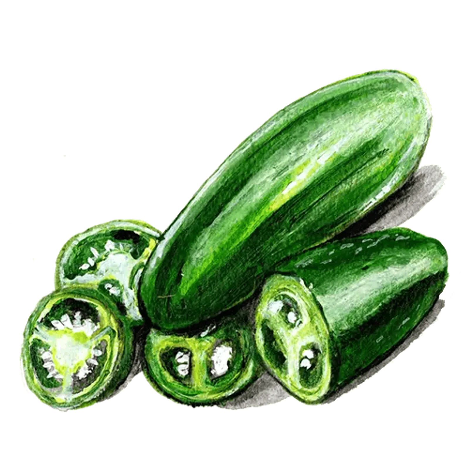 Chili 'Early Jalapeño', Frö