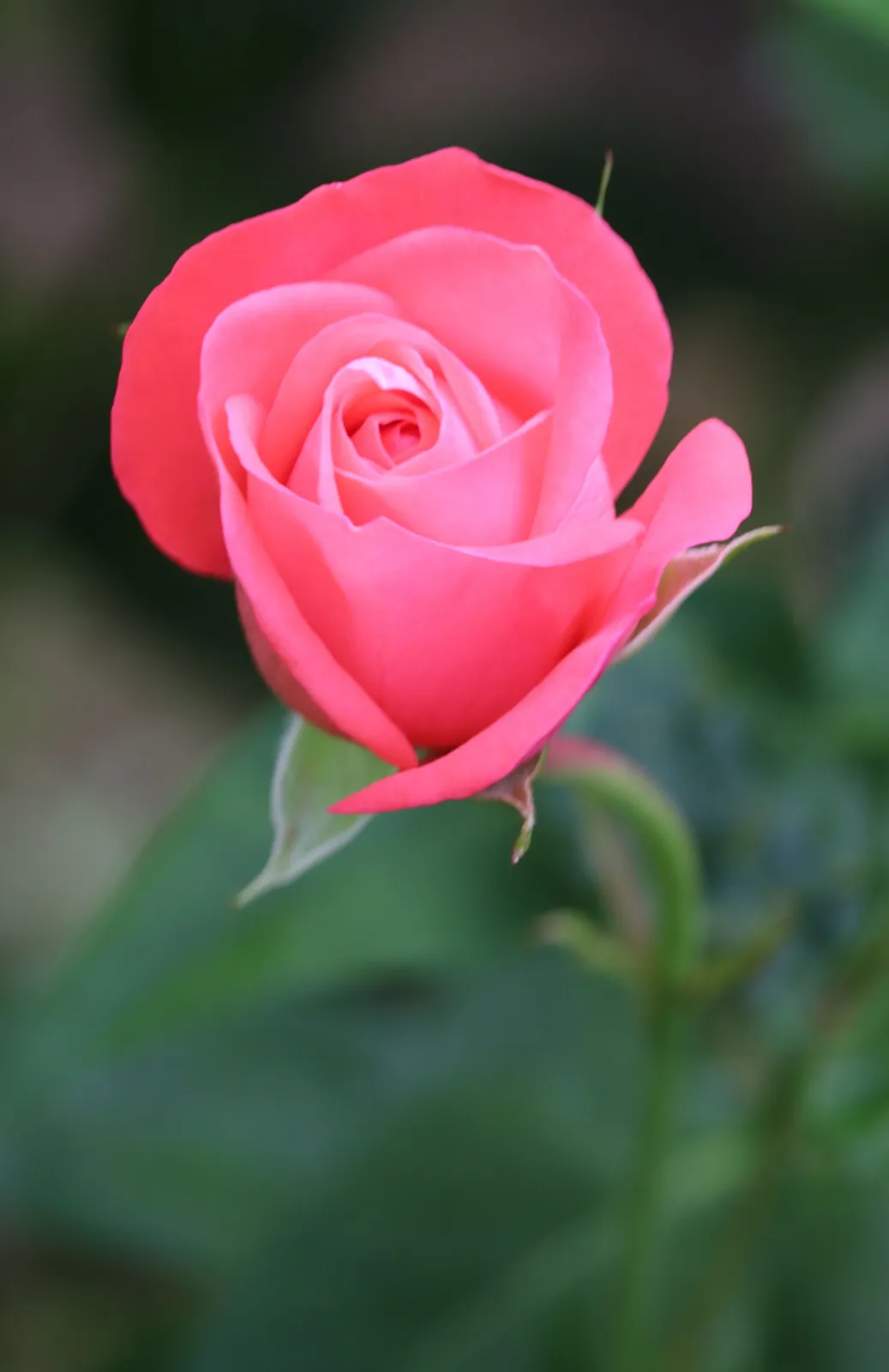 Floribundaros SCHACKENBORG ('Pouldron') - miniatyr 4