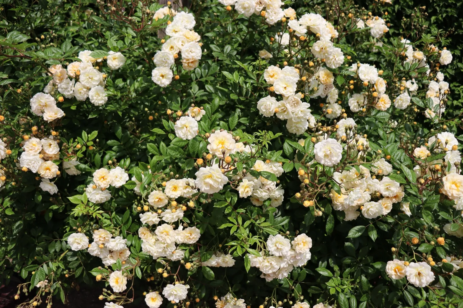 Moschata-ros 'Ghislaine de Féligonde' - miniatyr 4