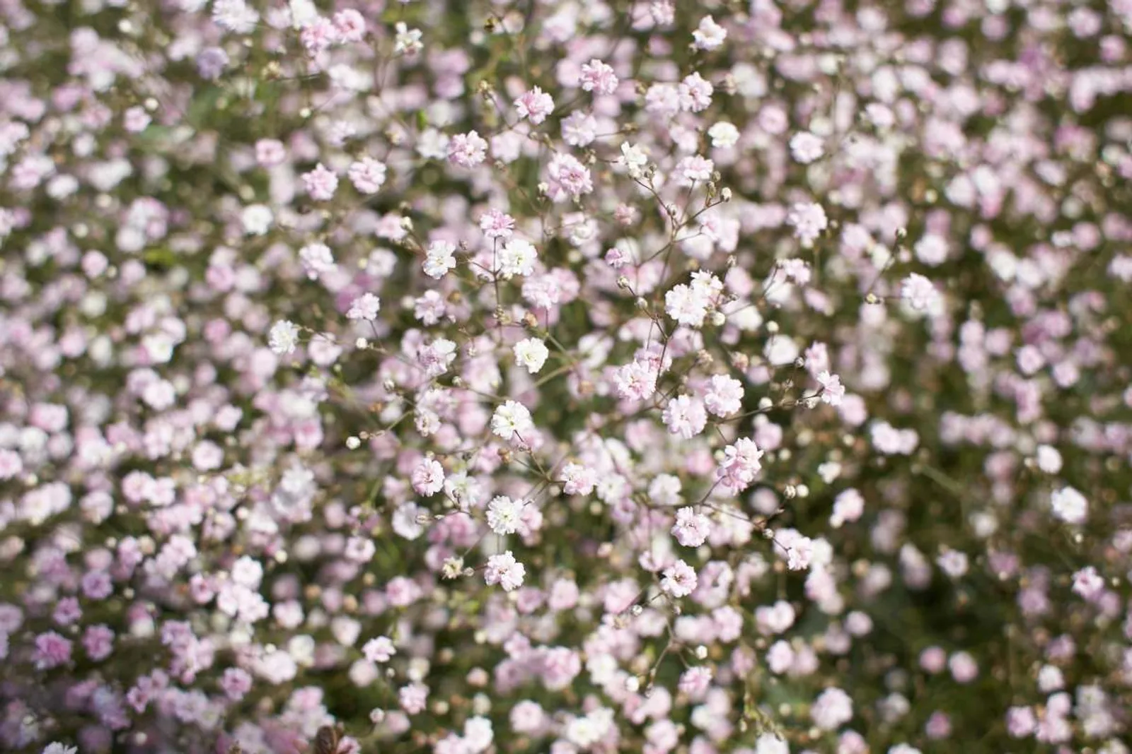 Brudslöja 'Rosenschleier'