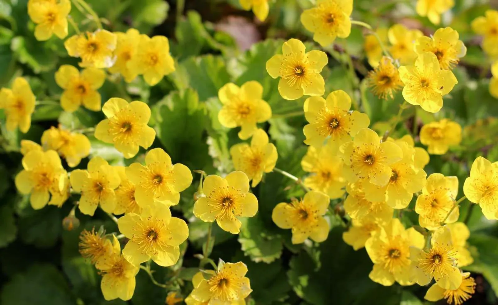Waldsteinia
