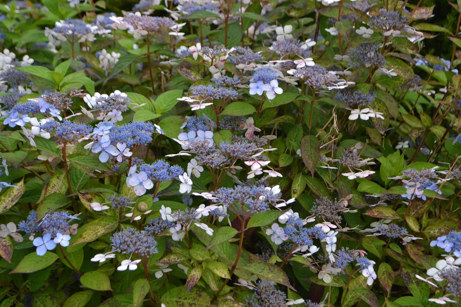 Purpurhortensia 'Bluebird' - miniatyr 2