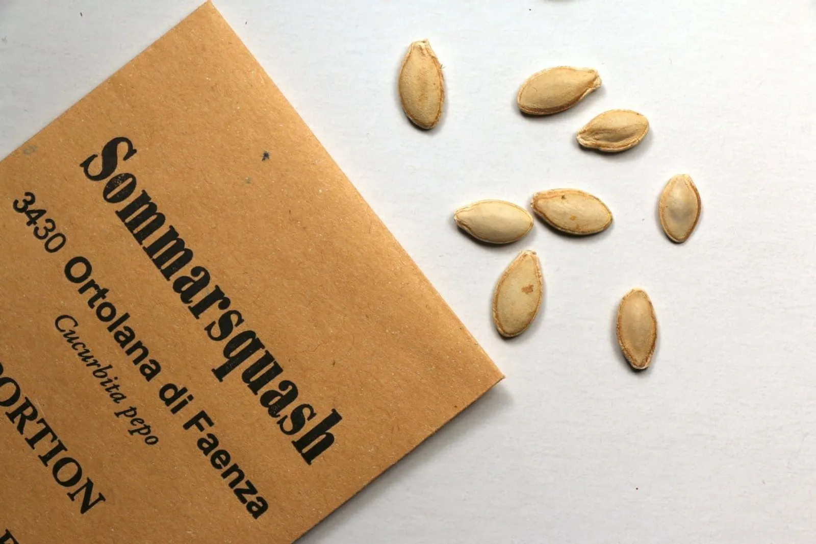 Ortolana di Faenza sommarsquash frö med sommarsquash