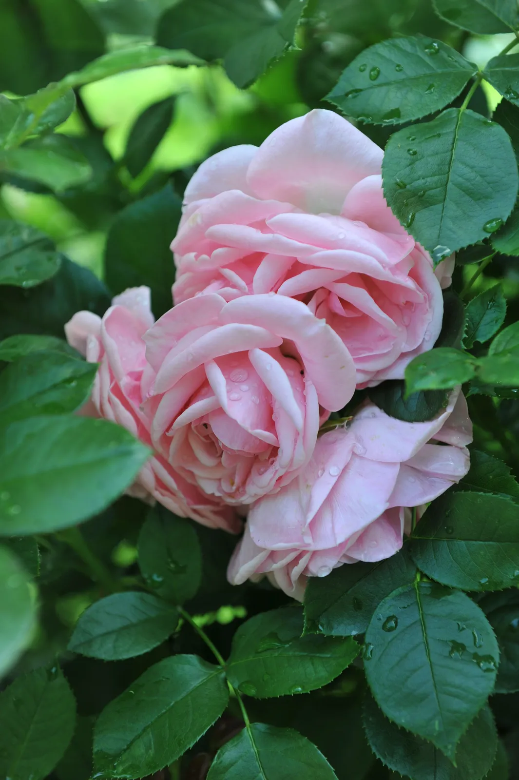 Floribundaros ASTRID LINDGREN® ('Pouluf') - miniatyr 3