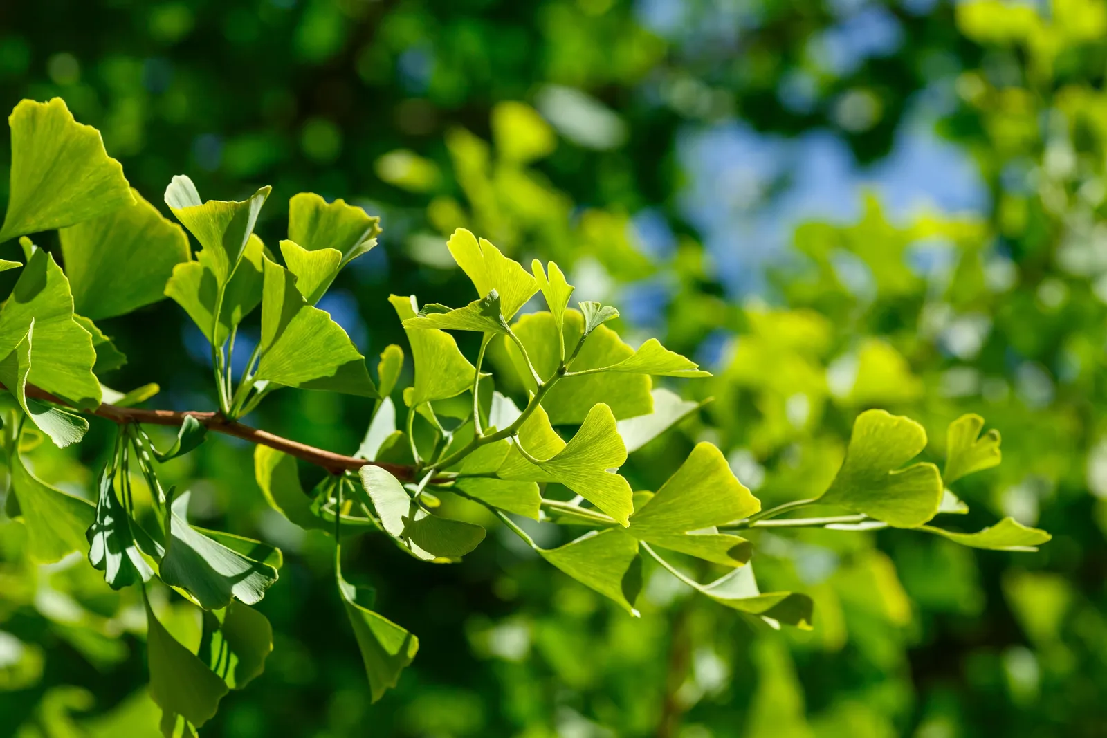 Ginkgo, 60-80 cm