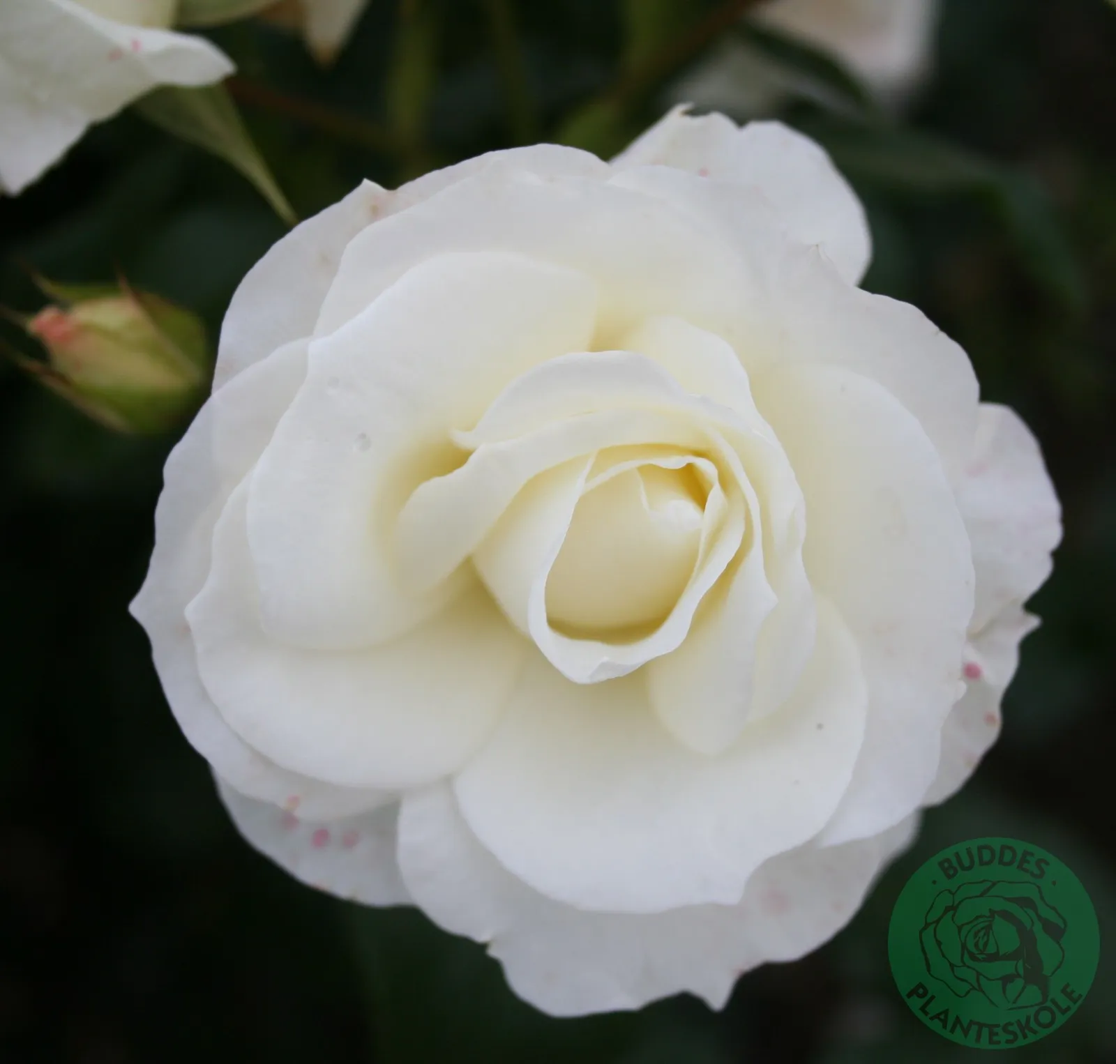 Floribundaros GRÅSTEN ('Poulfeld')