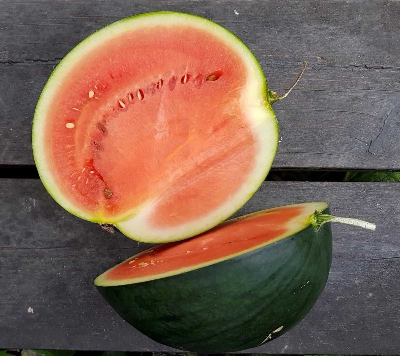 Melon 'Sugar Baby', ekofrö