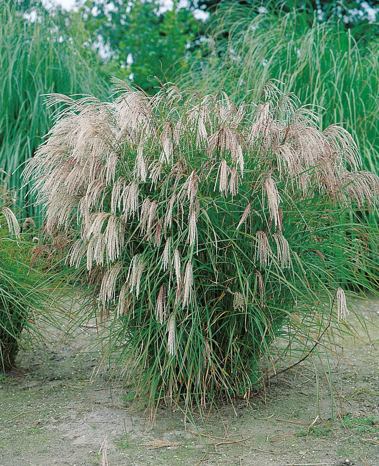 Glansmiskantus 'Kleine Fontäne', syn. japanskt gräs, 2L