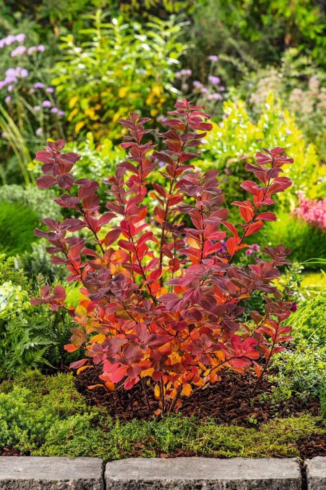 Björkspirea 'Tor' E, 10-15 cm — detalj 2