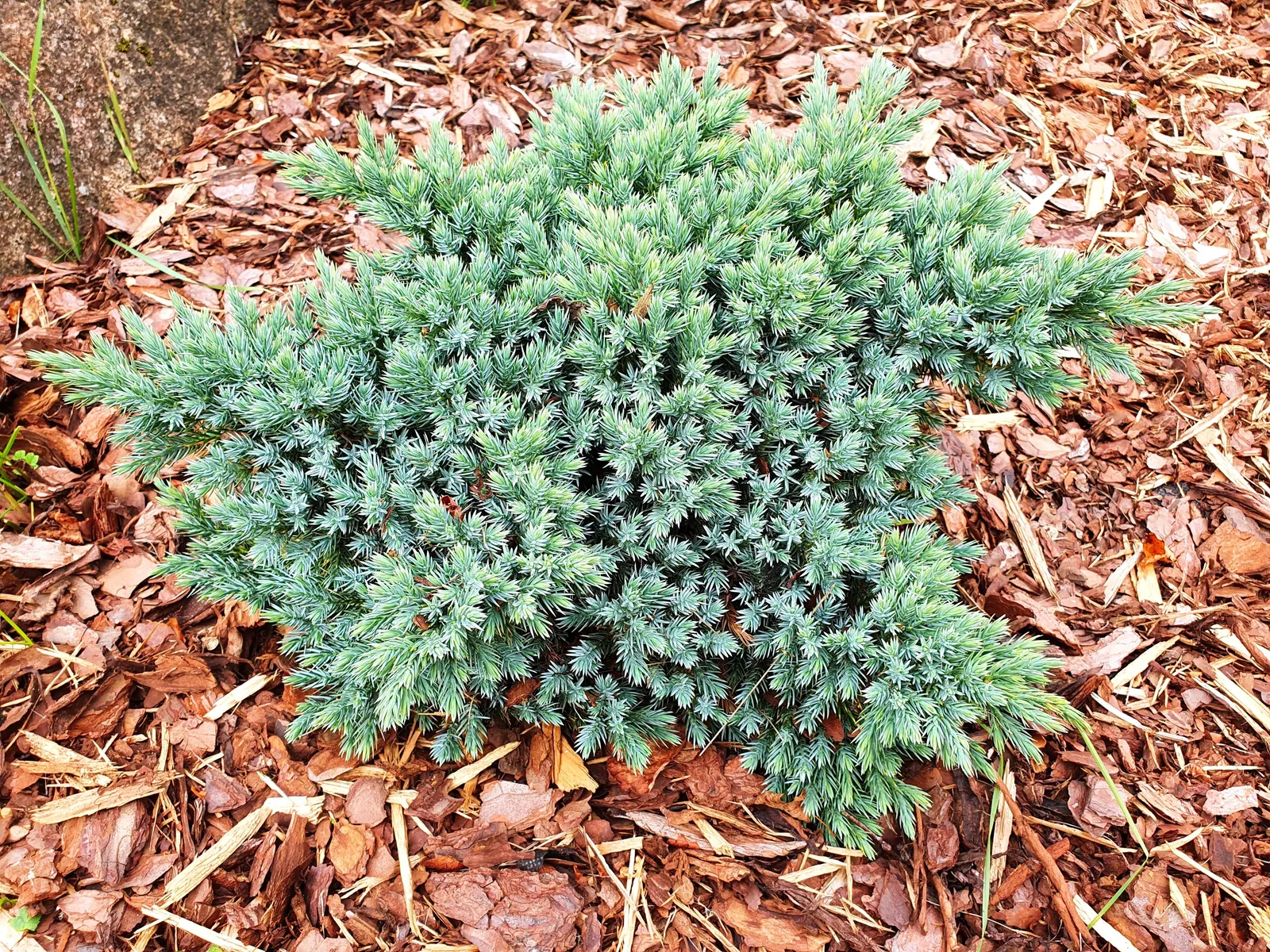 Himalaya-en 'Blue Star', 20-25 cm - miniatyr 2
