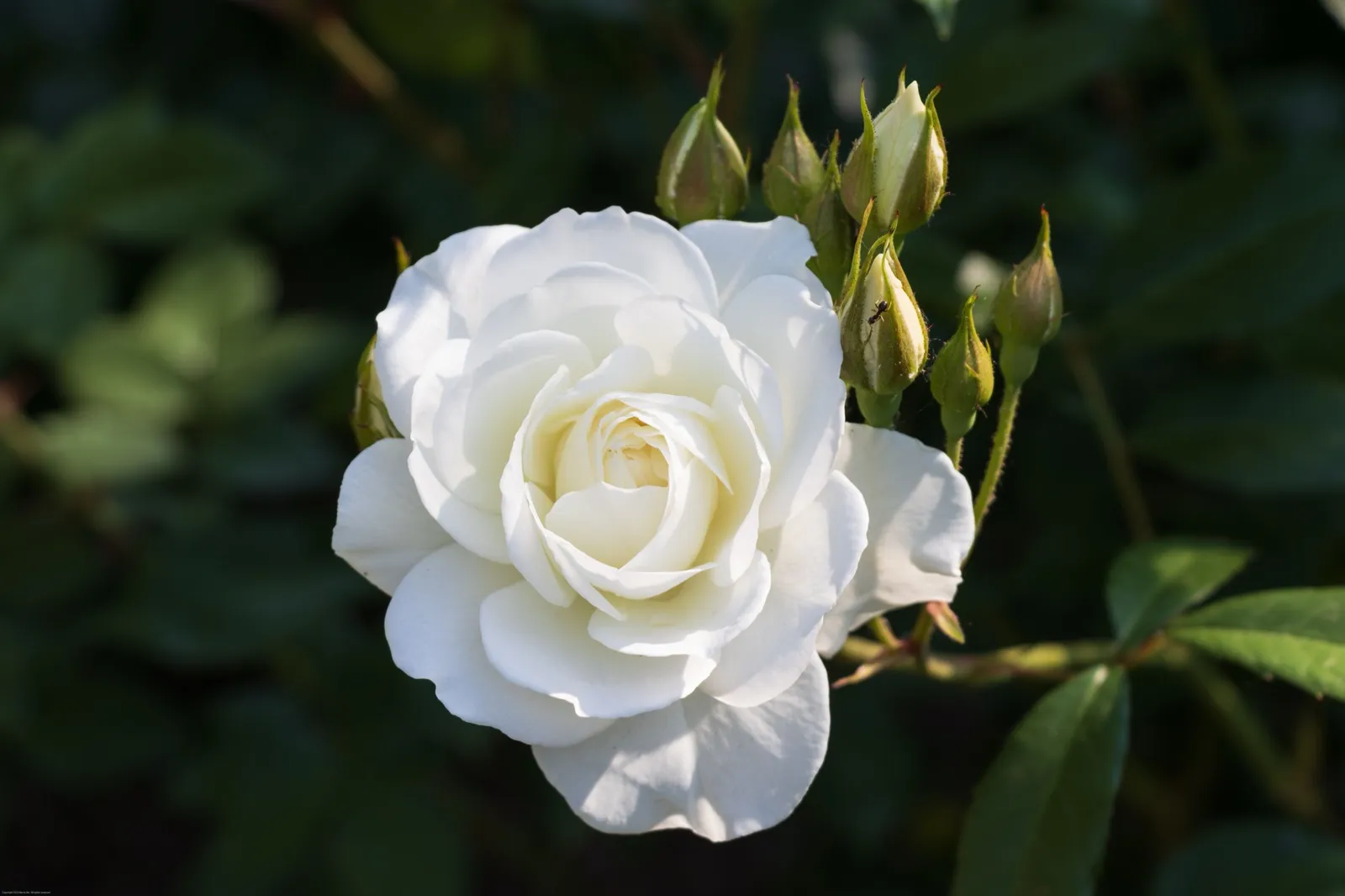 Floribundaros GRÅSTEN ('Poulfeld') - miniatyr 2