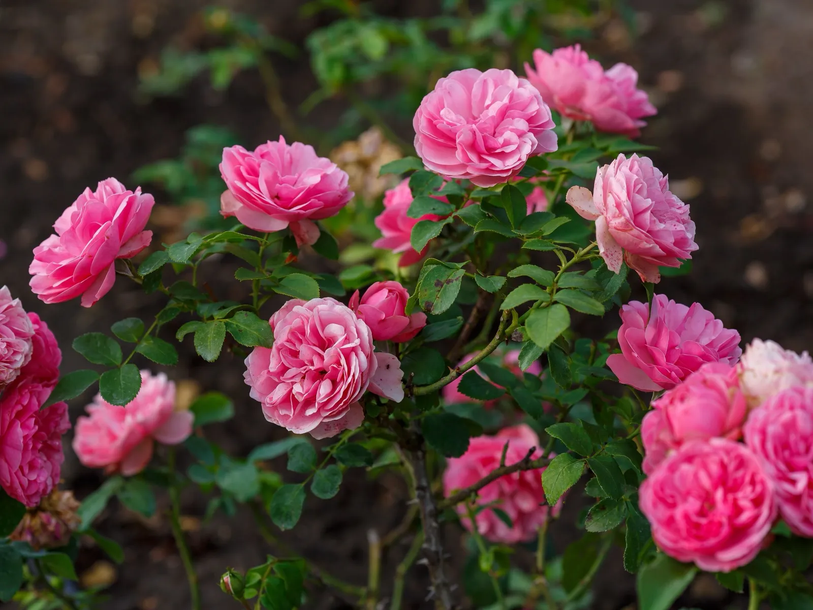 Flerblommiga buskrosor