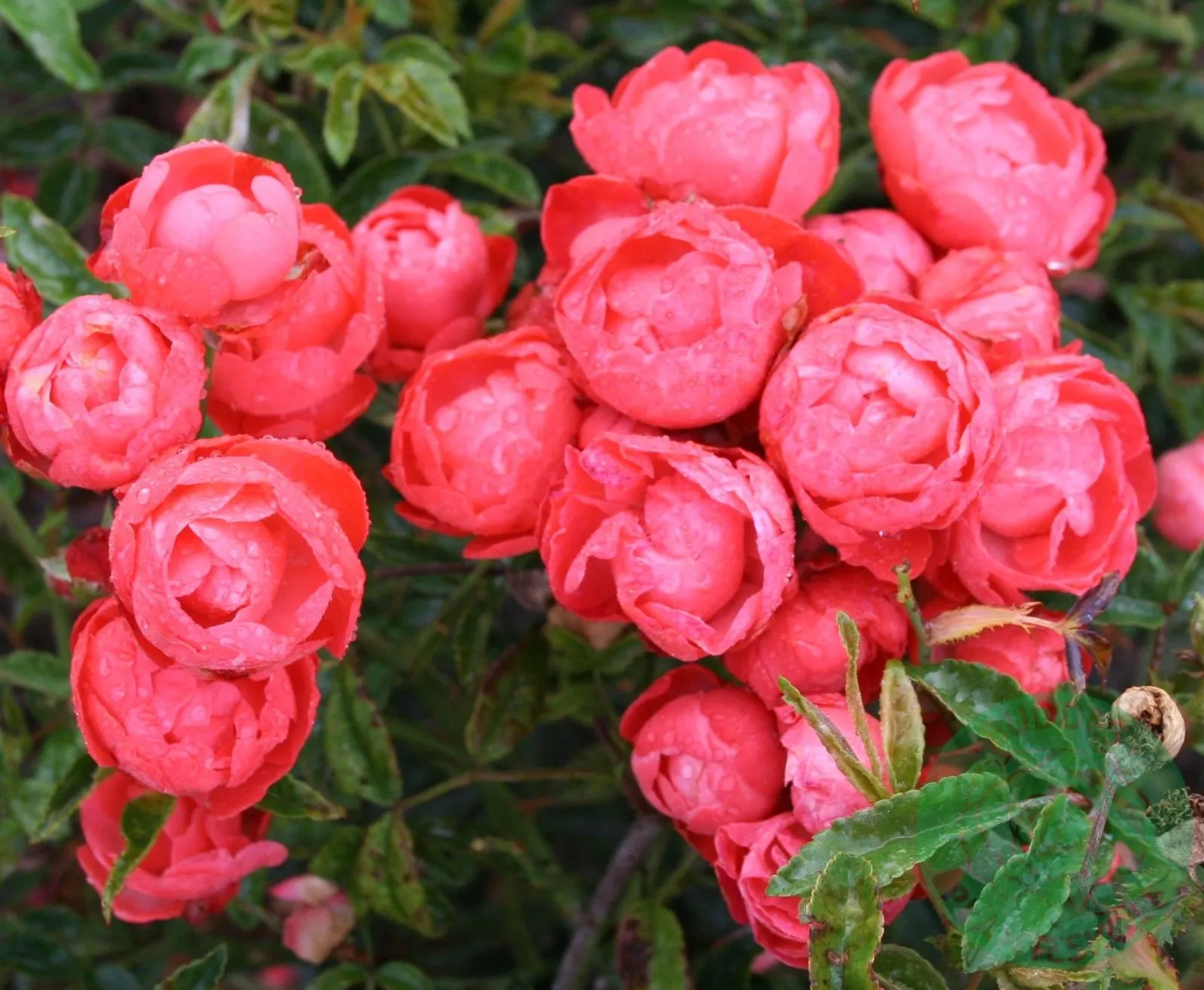Polyantaros 'Orange Morsdag'