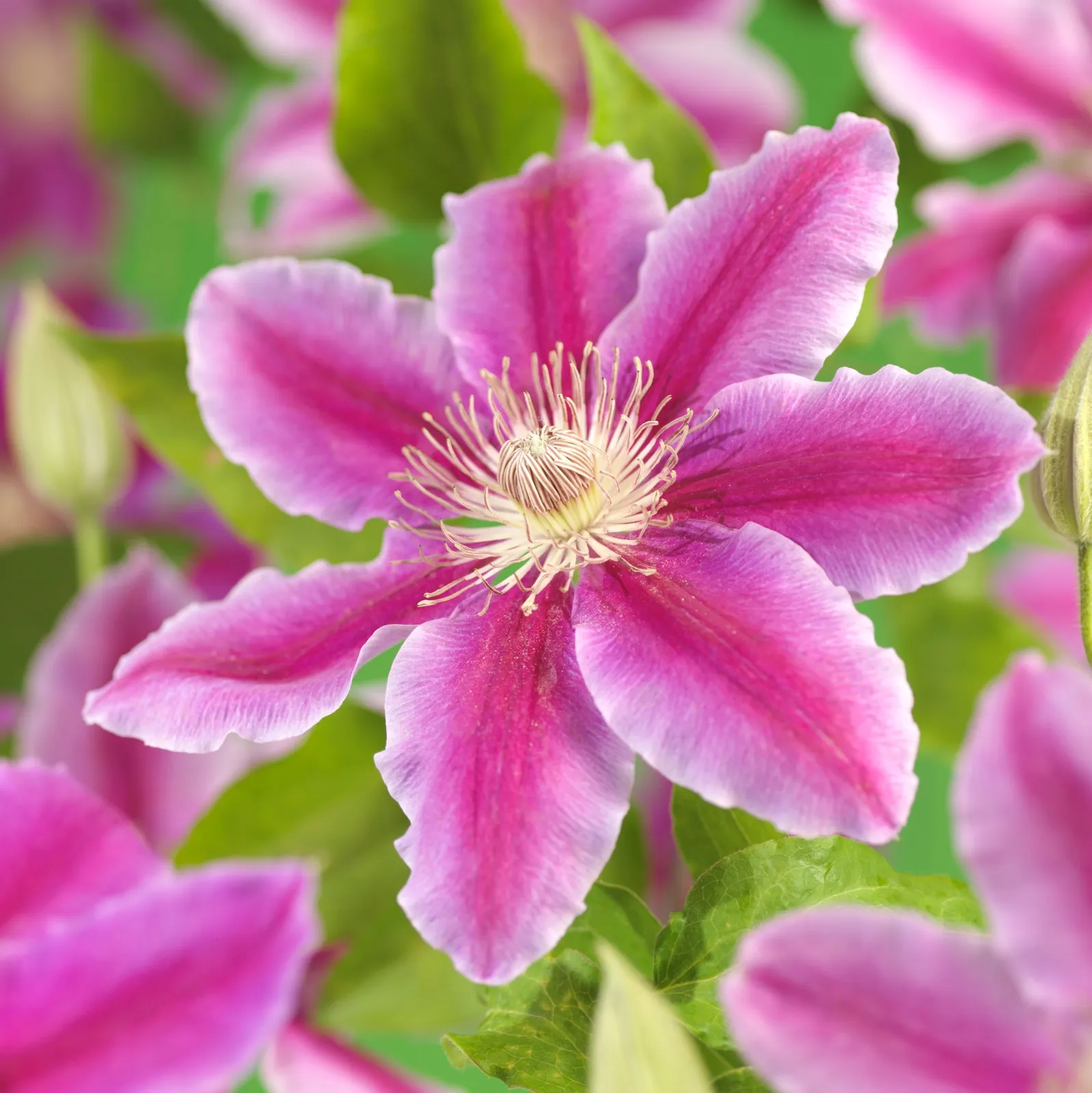 Klematis (Tidiga Storblommiga Gruppen) 'Doctor Ruppel'