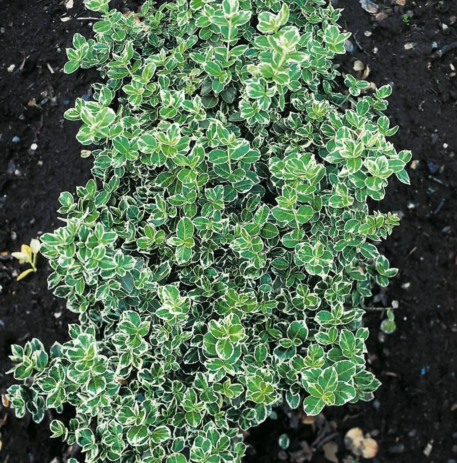 Klätterbenved 'Emarald Gaiety' (syn. benved 'Emarald Gaiety'), 15-30 cm — detalj 2