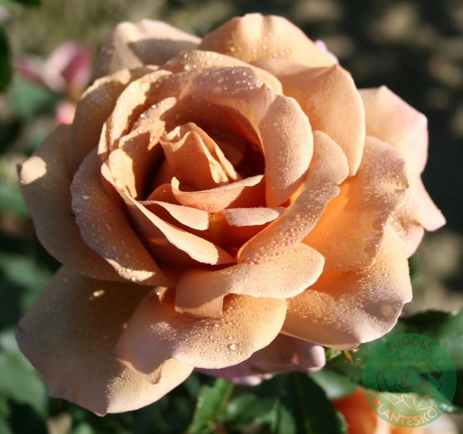 Floribundaros KOKO LOKO ('Wekbijou')