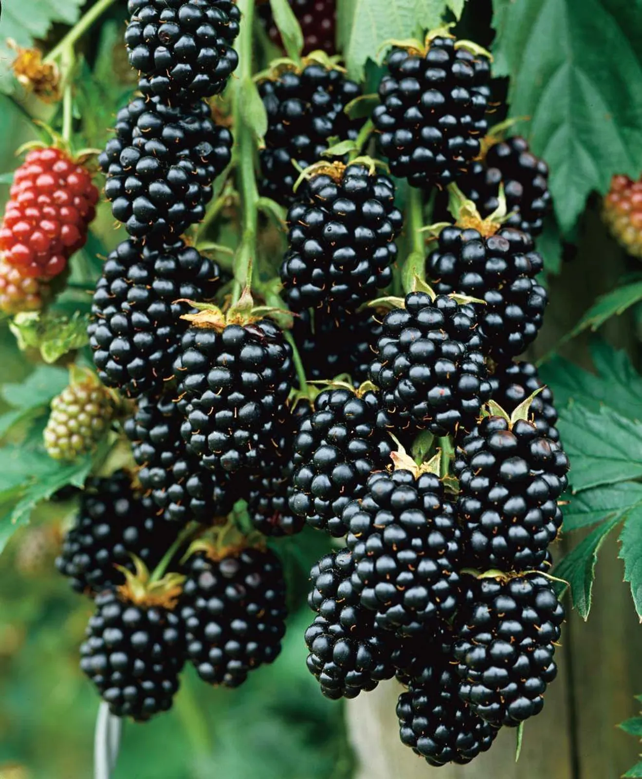Björnbär 'Black Satin'