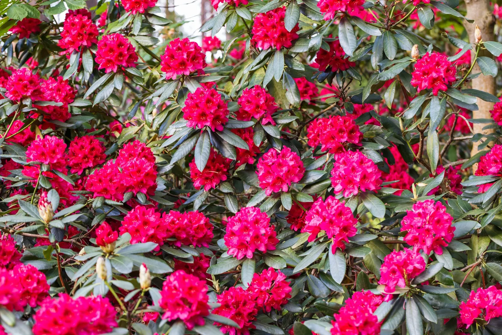 Parkrododendron 'Nova Zembla', 30-40 cm