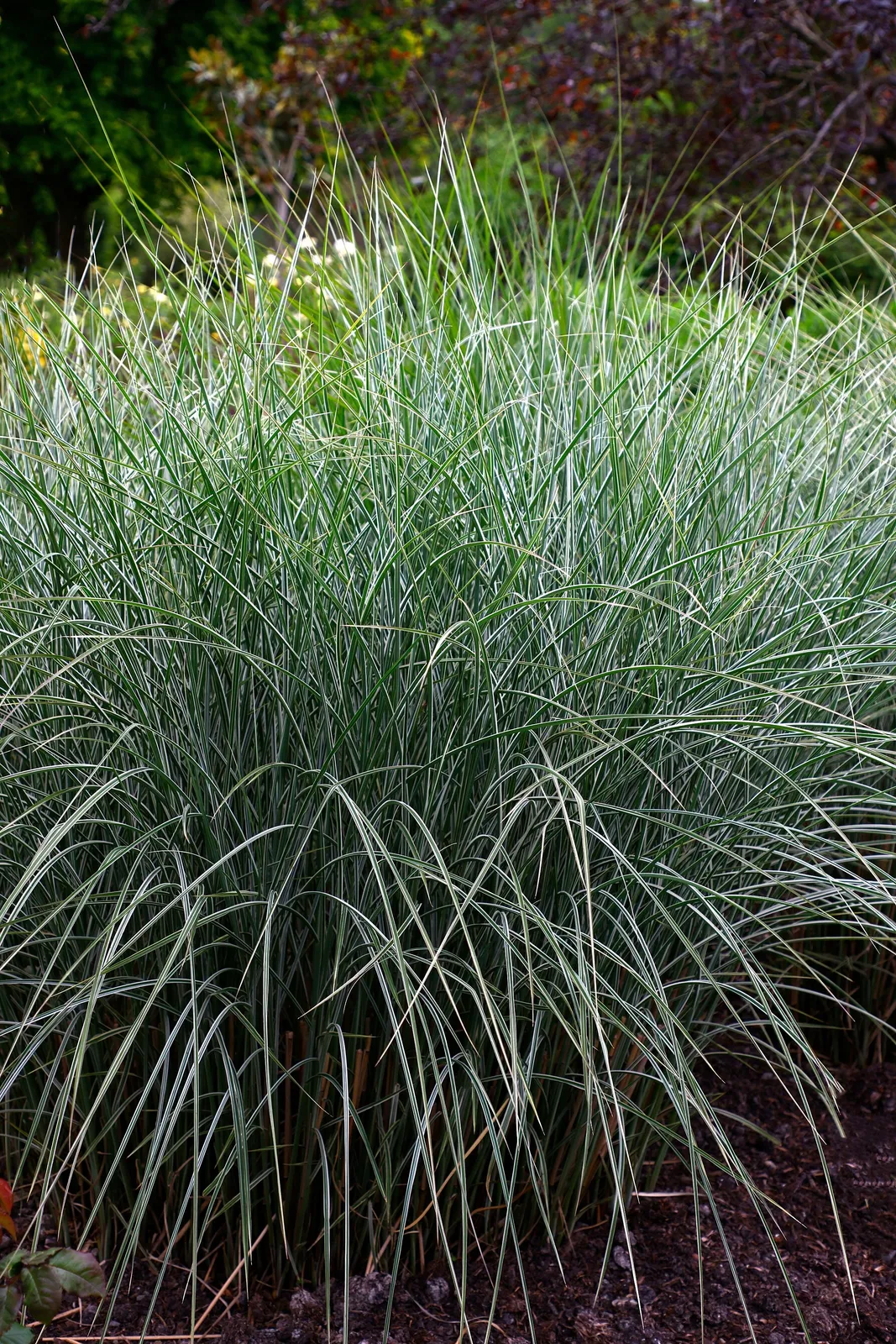 Glansmiskantus 'Morning Light', syn. japanskt gräs, 2L - miniatyr 3