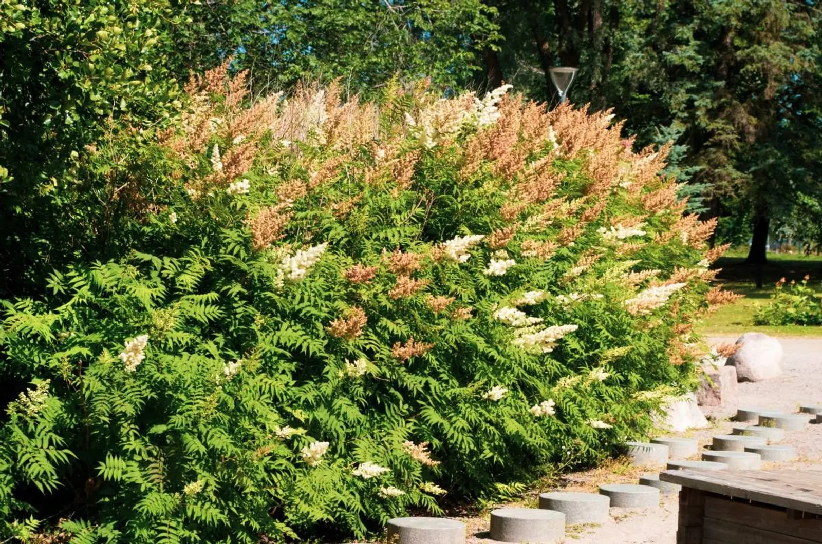 Liten rönnspirea 'Maia' E, 20-40 cm — detalj 2