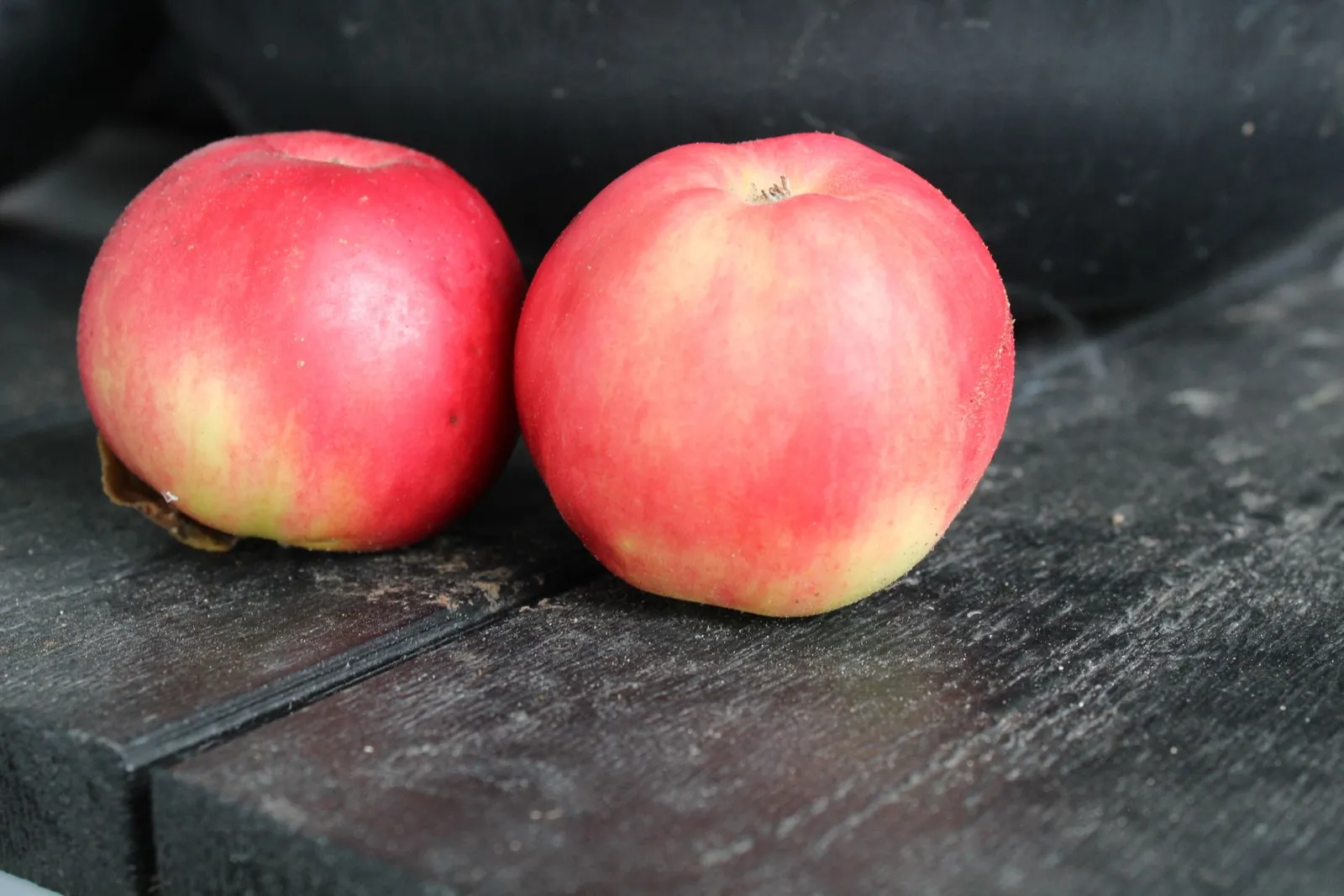 Äpple 'Mio' E