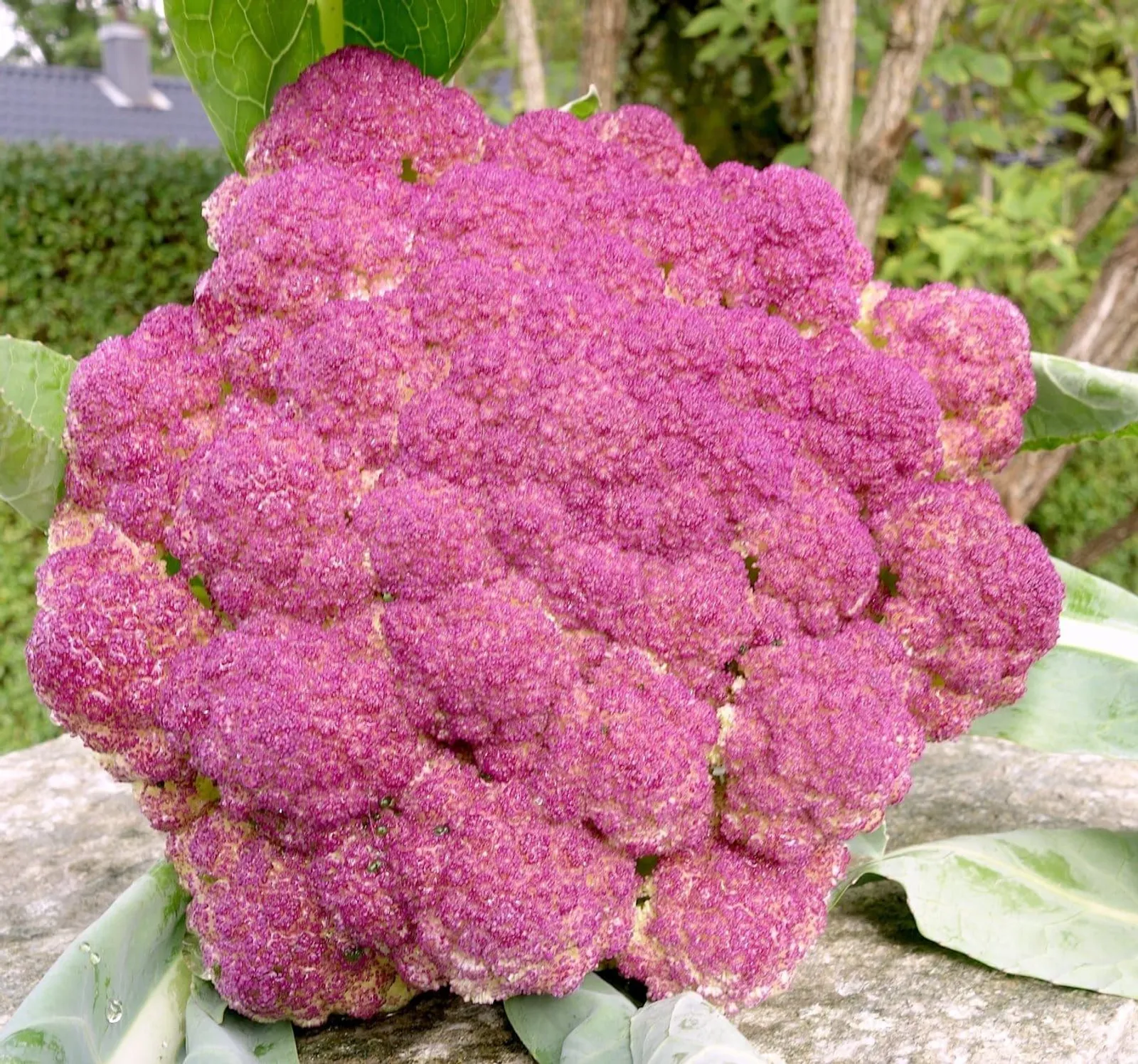 Blomkål 'di Sicilia Violetto', ekofrö