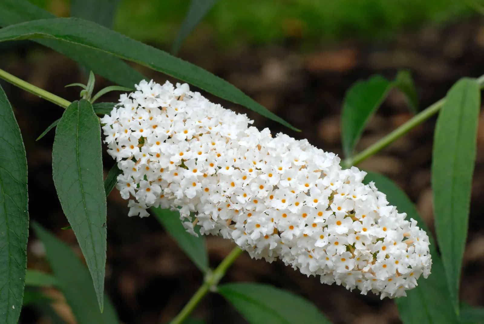 Syrenbuddleja 'White Profusion' - miniatyr 7