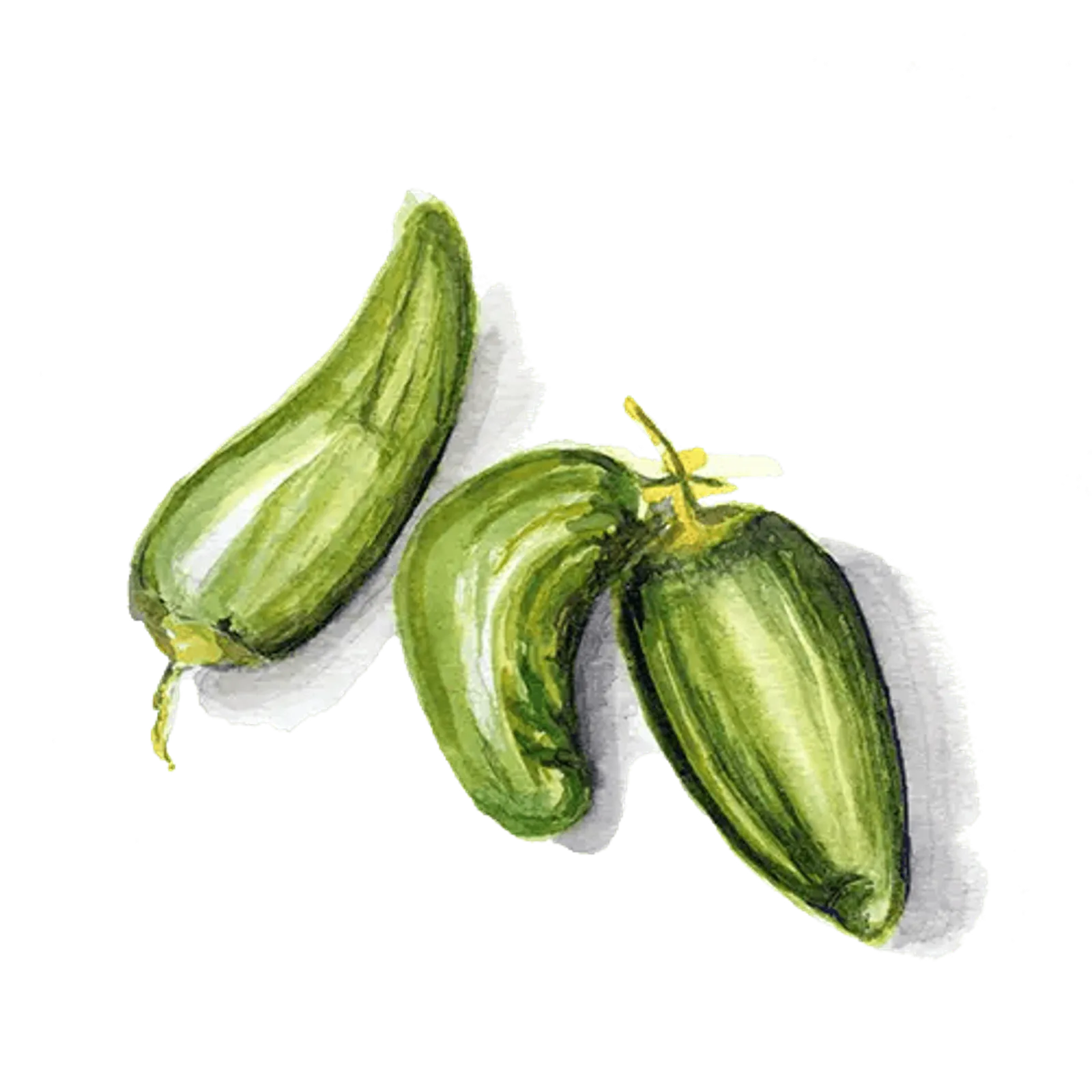 Chili 'Padron', Frö