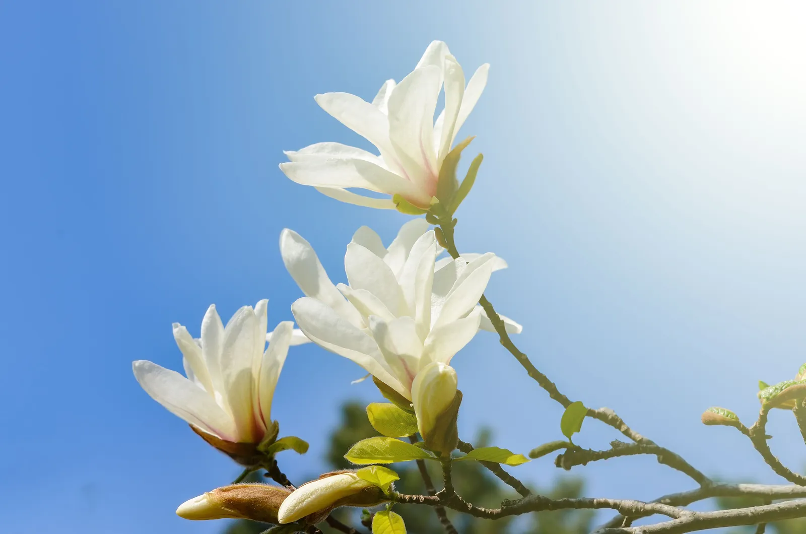 Japansk magnolia - miniatyr 3