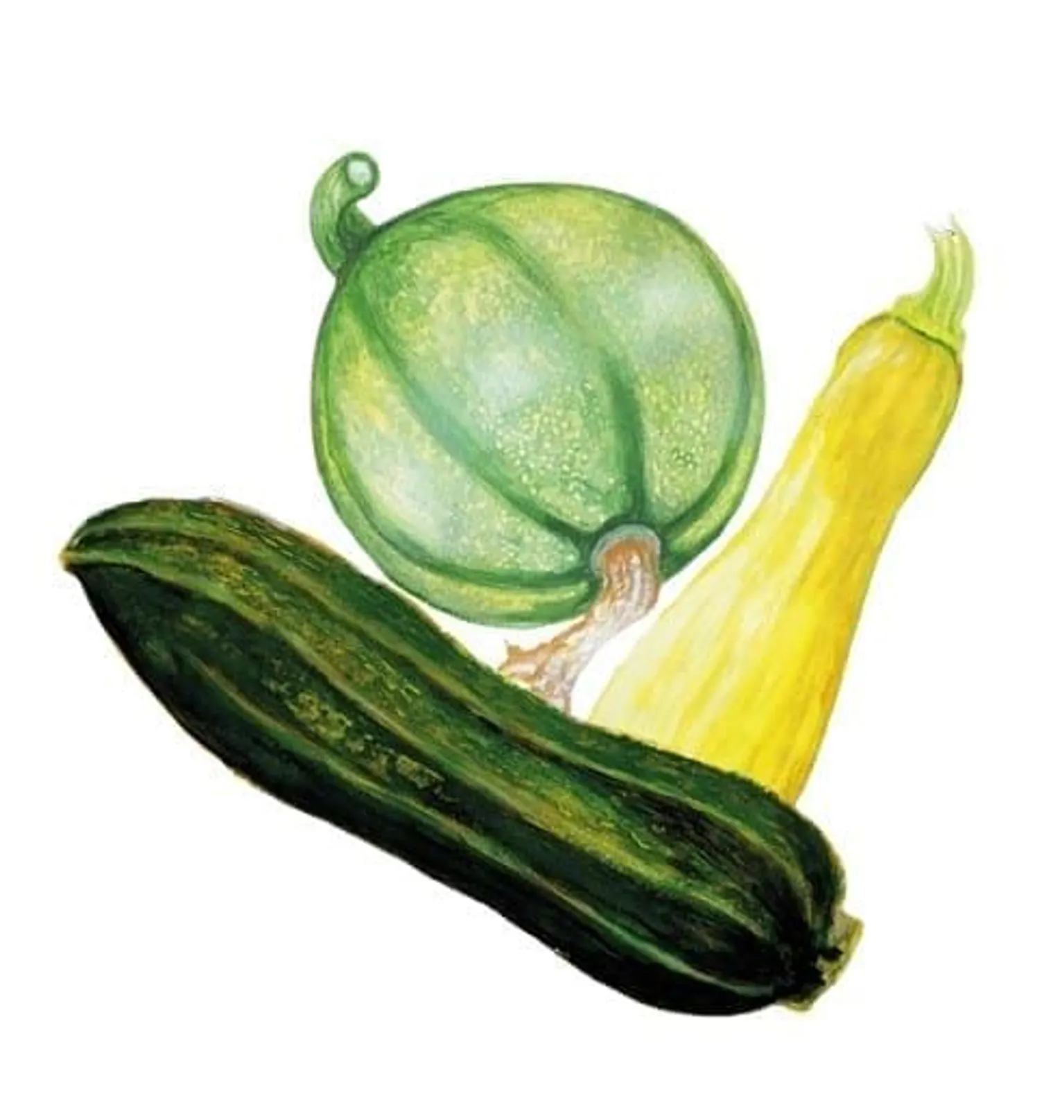 Sommarsquash mix 3-sorter, Frö
