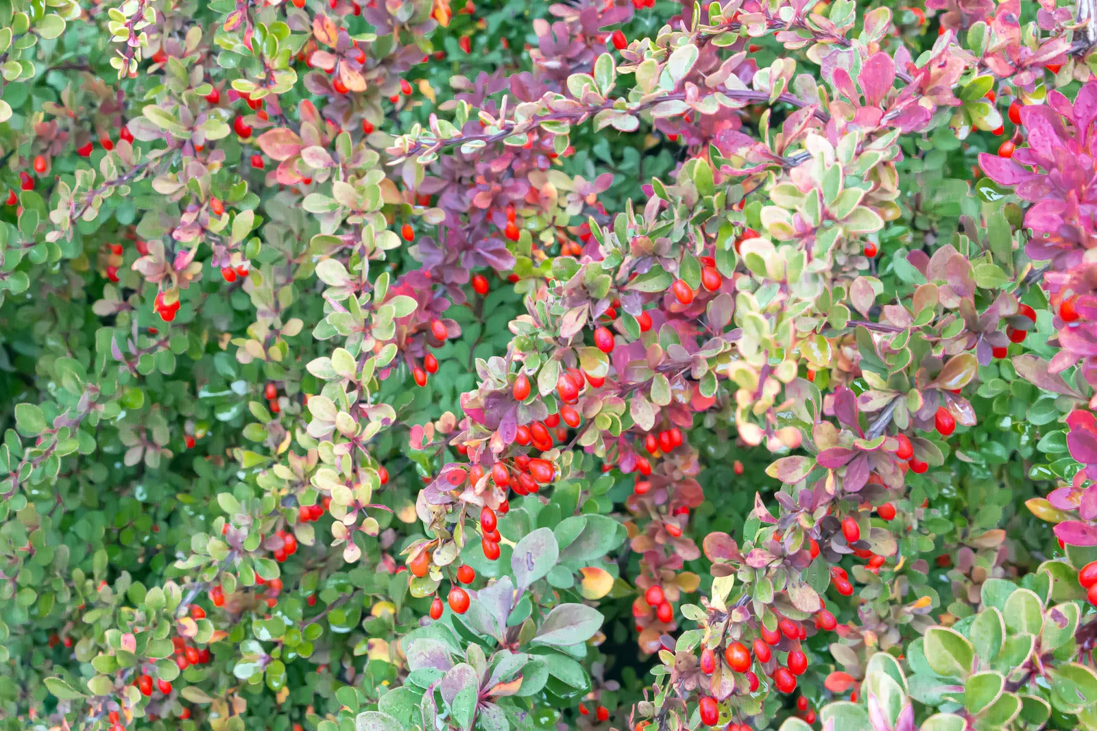 Häckberberis - miniatyr 5