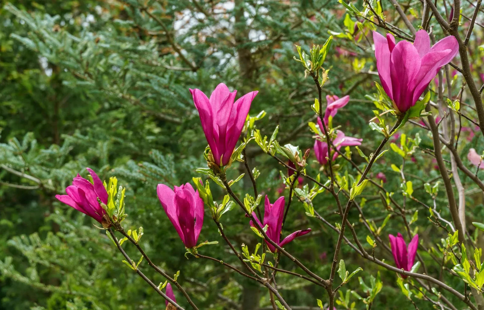 Rosenmagnolia 'Susan' - miniatyr 6