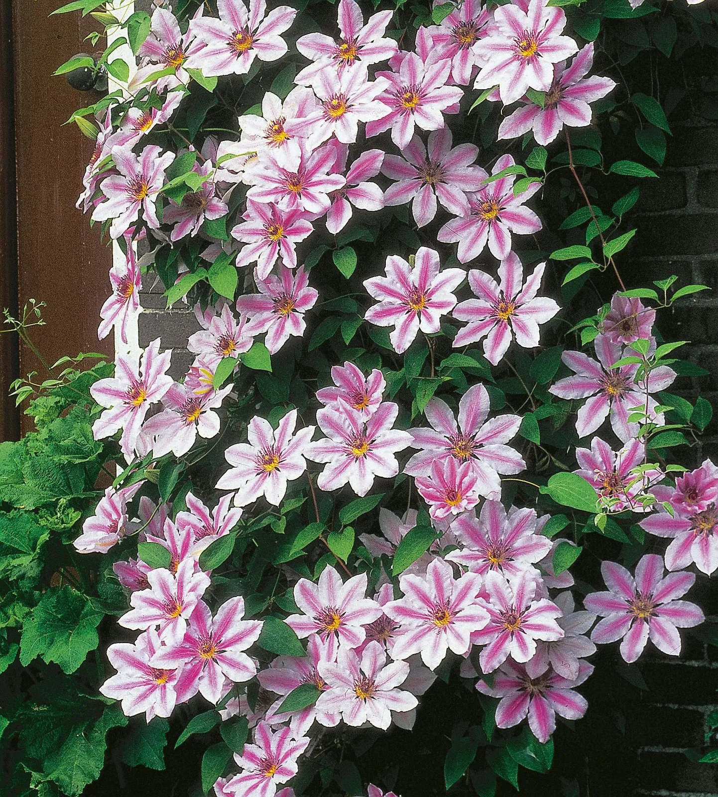 Klematis (Tidiga Storblommiga Gruppen) 'Nelly Moser'