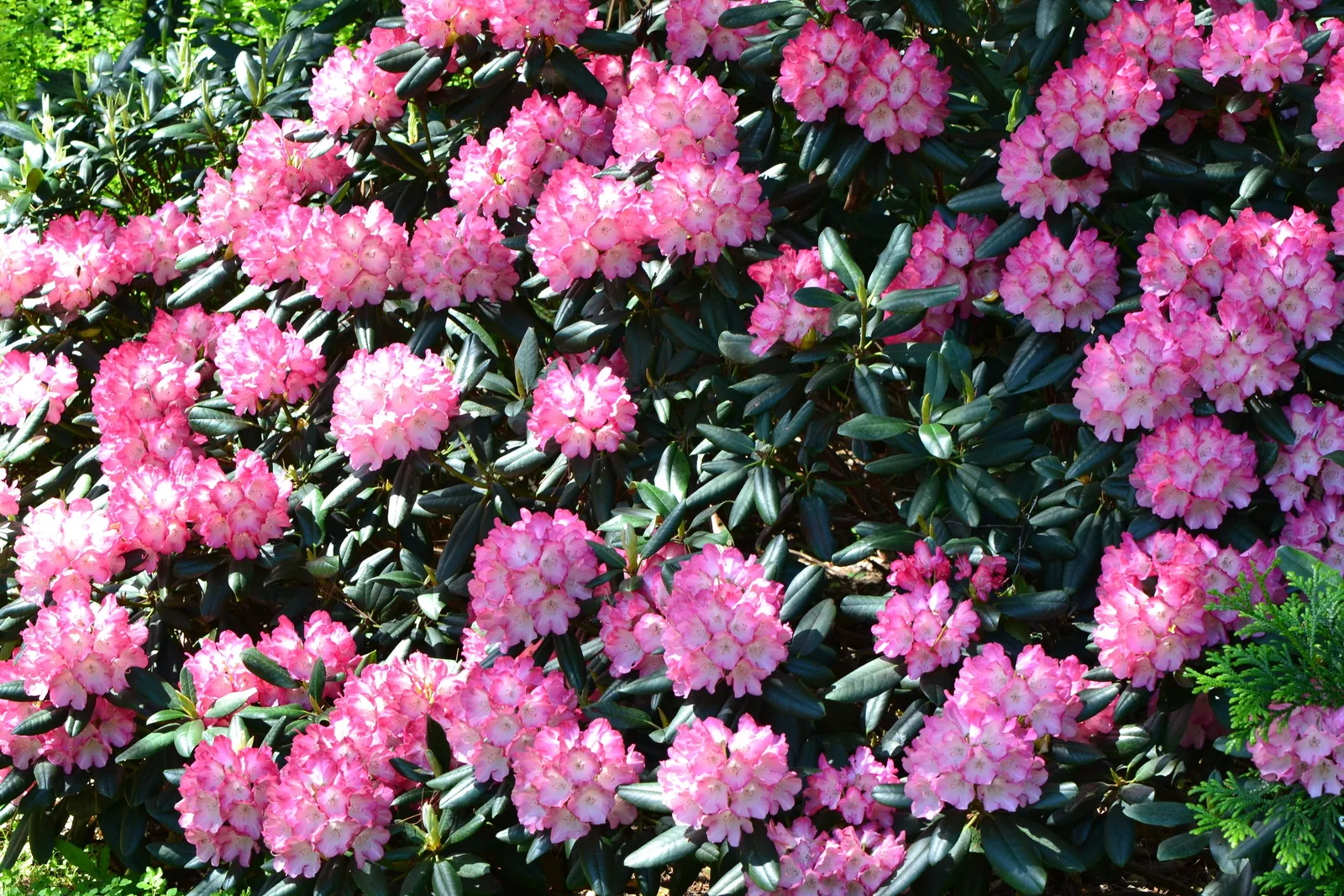 Yakushimanum-rododendron 'Fantastica', 20-25 cm - miniatyr 3