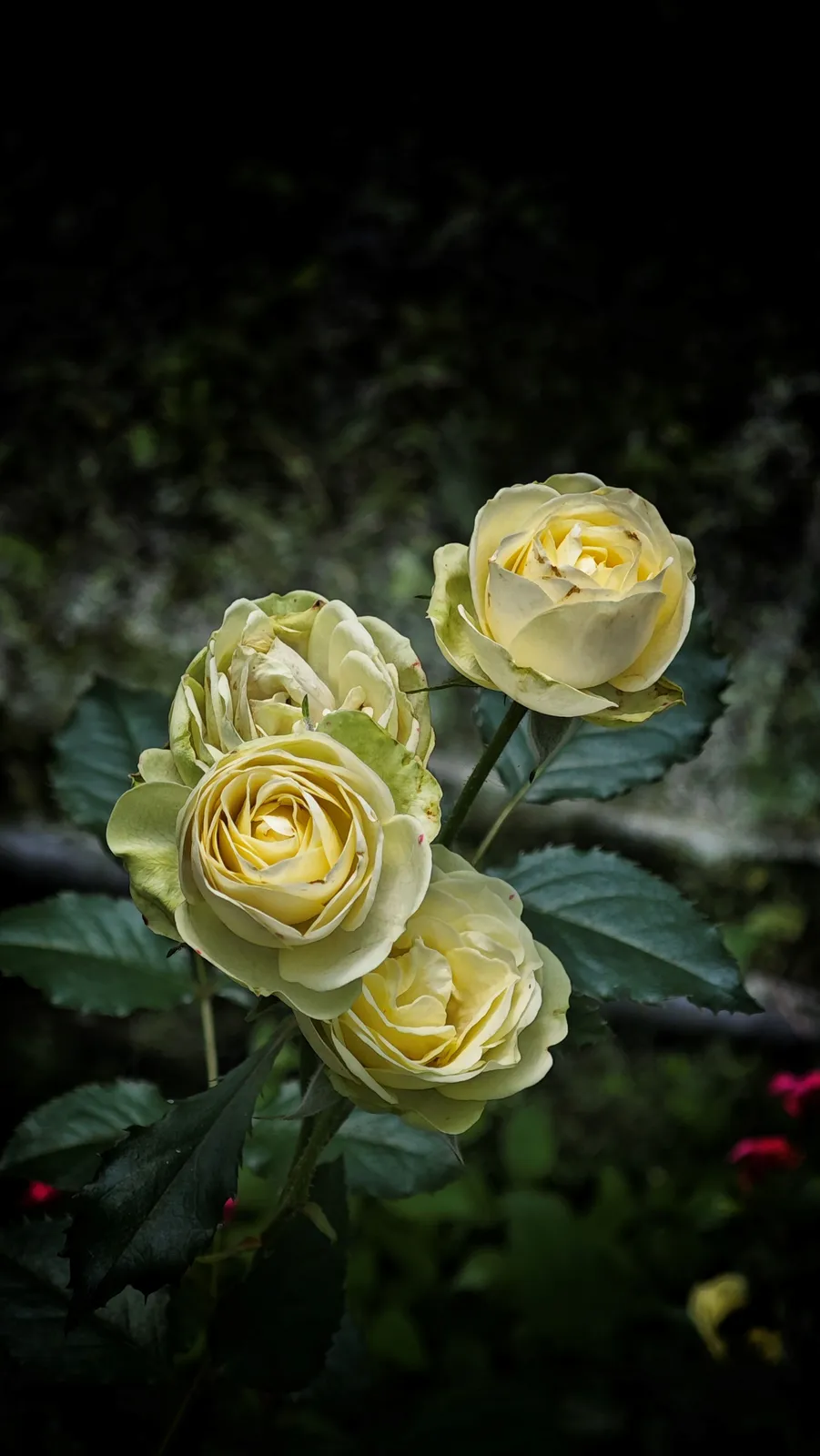 Tehybridros WEDDING PIANO ('Tan09469'PBR) - miniatyr 3