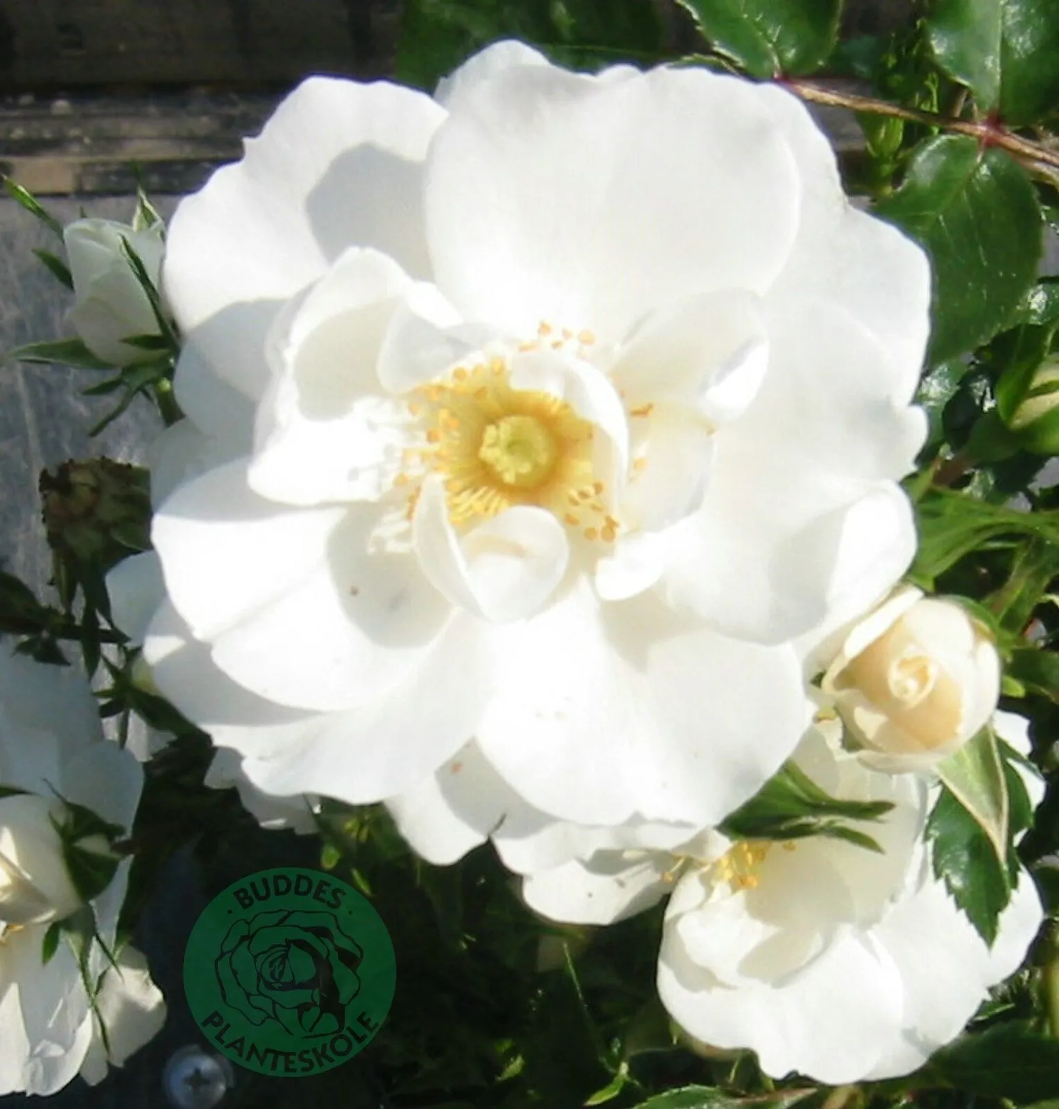 Modern buskros DIAMOND BORDER® ('Pouldiram')