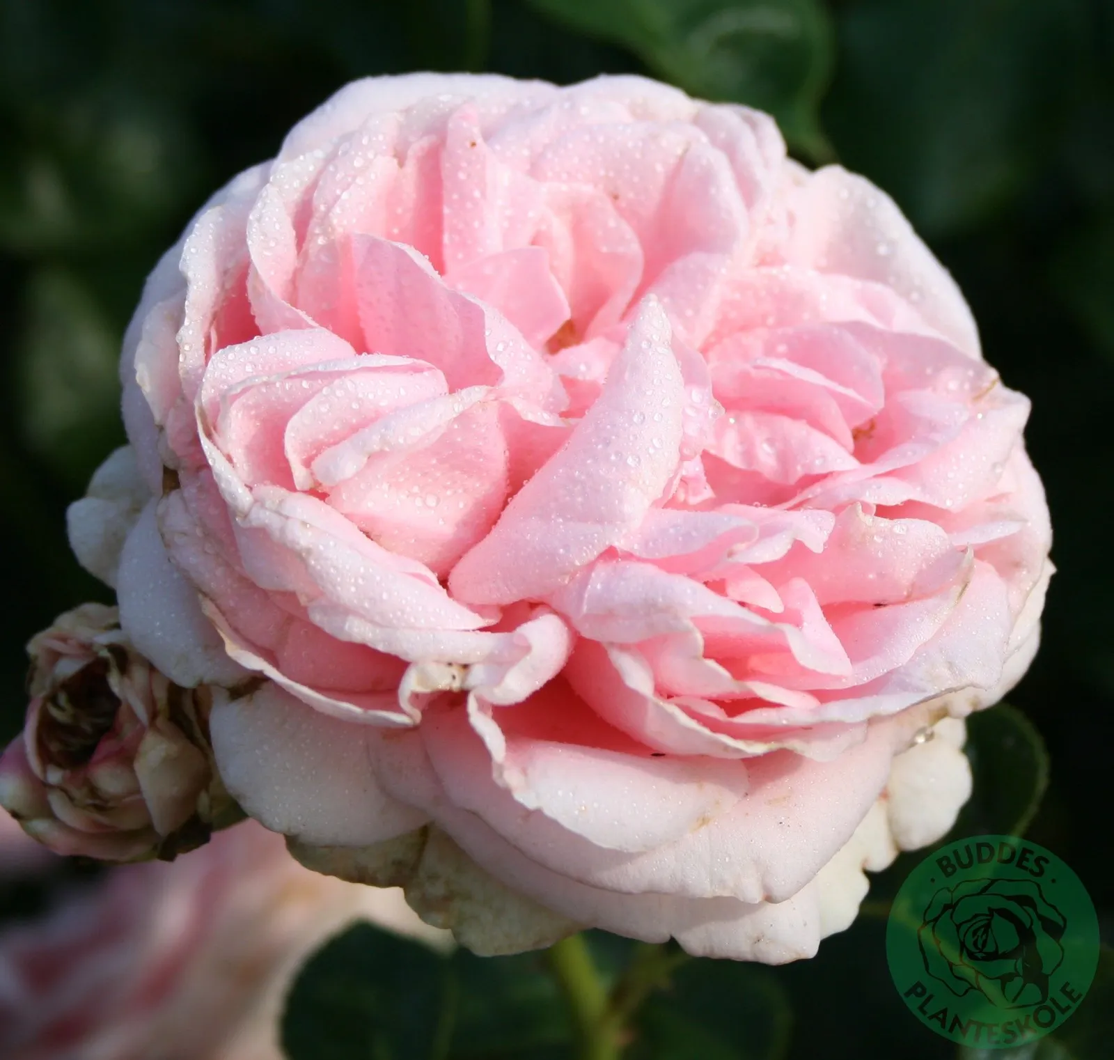 Storblommig klätterros GIARDINA ('Tan97289'PBR)