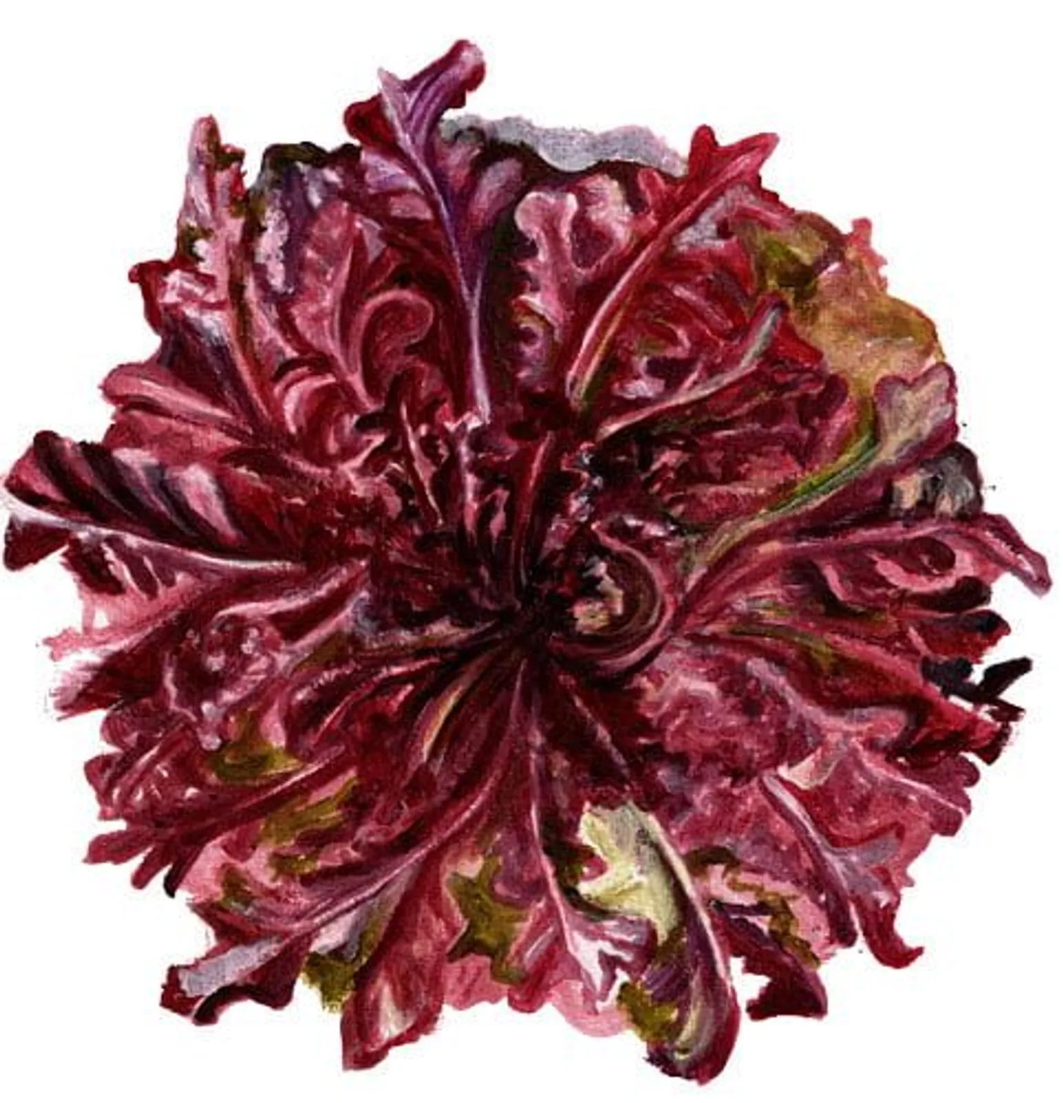 Plocksallat 'Red Salad Bowl', Frö
