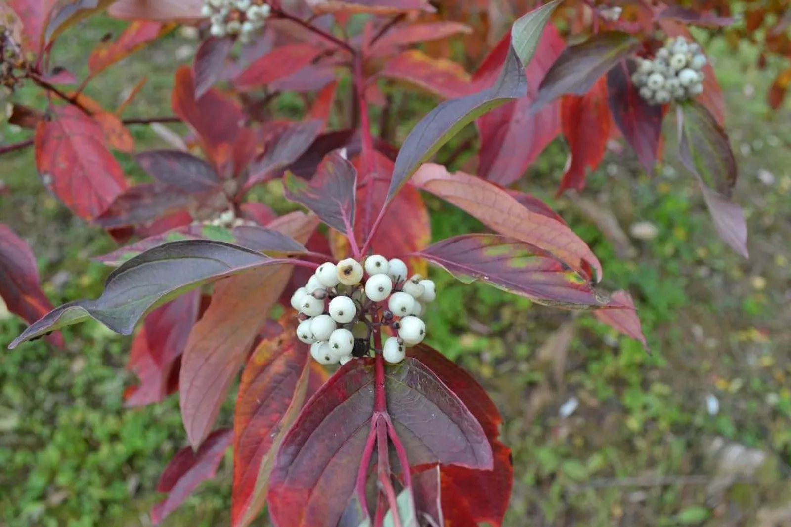 Videkornell 'Farba' E , 20-40 cm — närbild