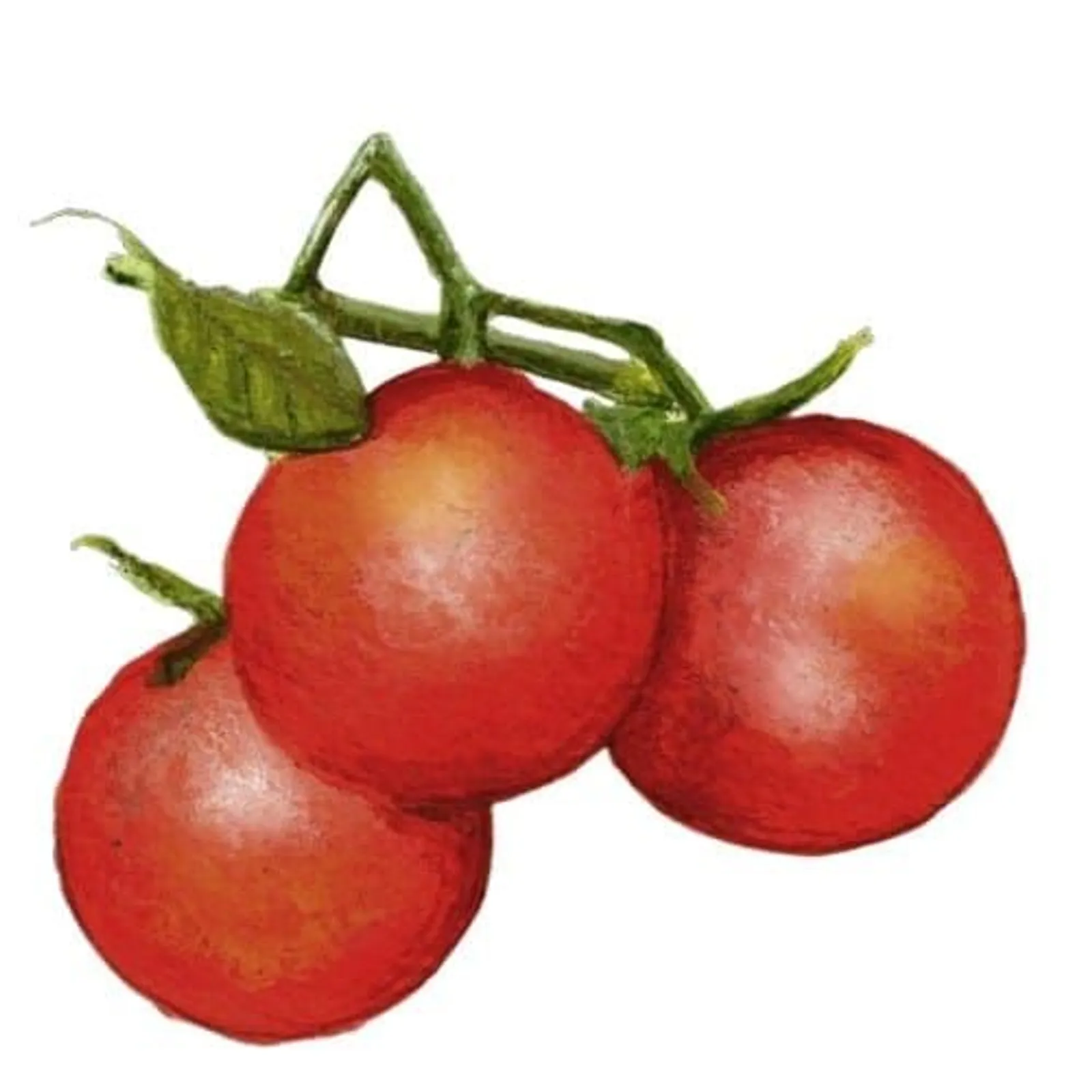 Tomat 'Matina', Frö