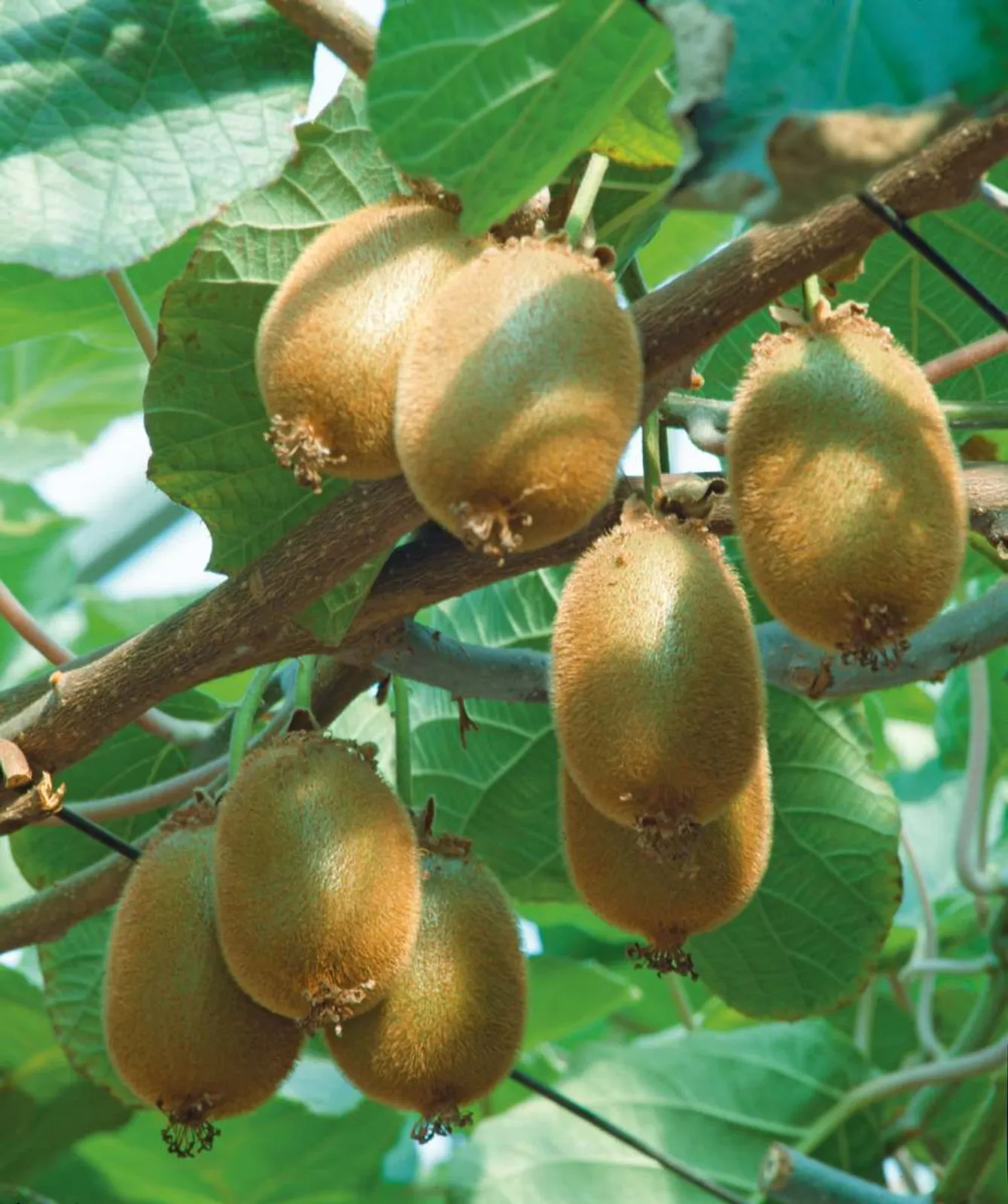 Kiwi "Jenny"