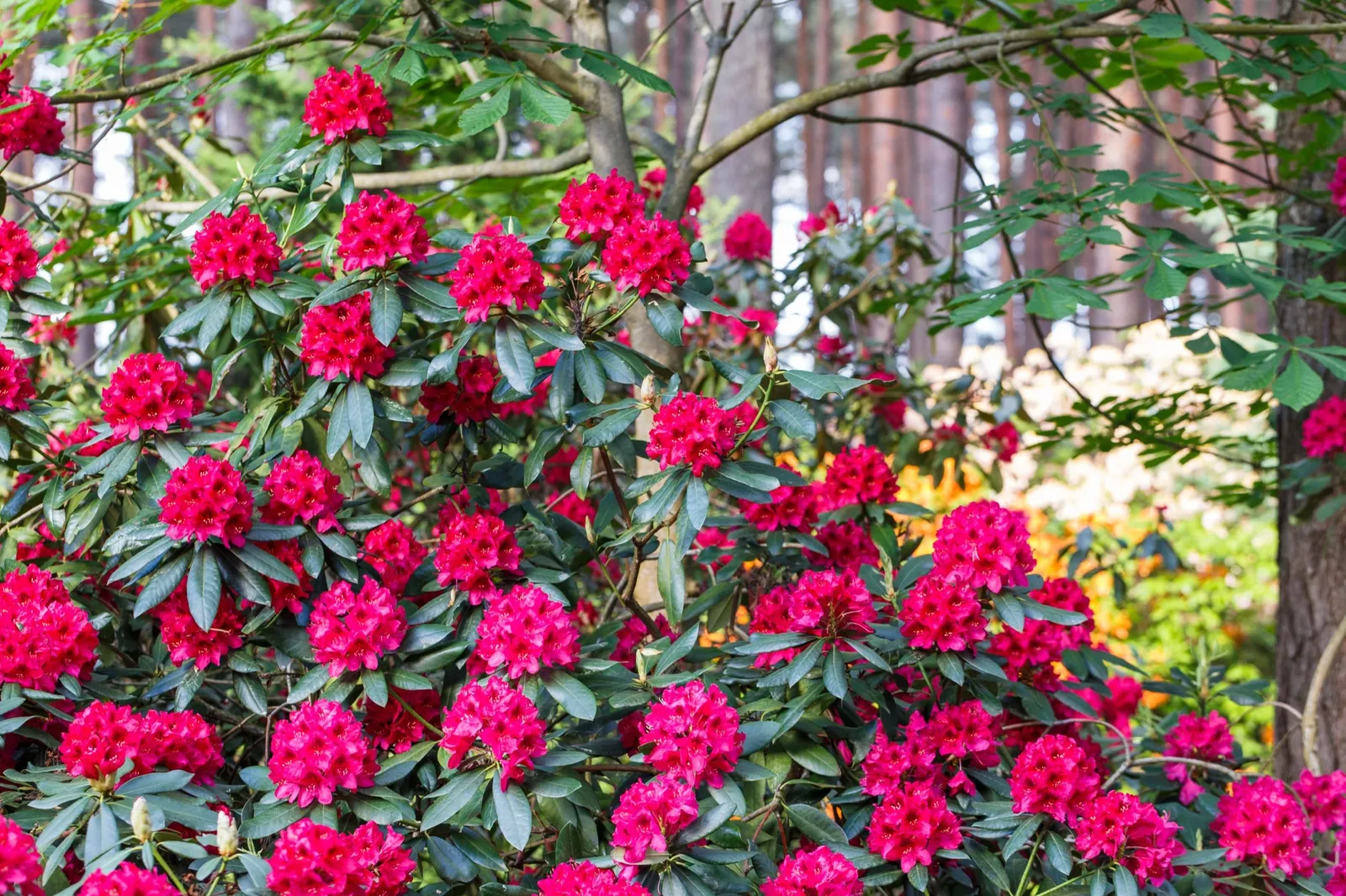 Parkrododendron 'Nova Zembla', 30-40 cm - miniatyr 3