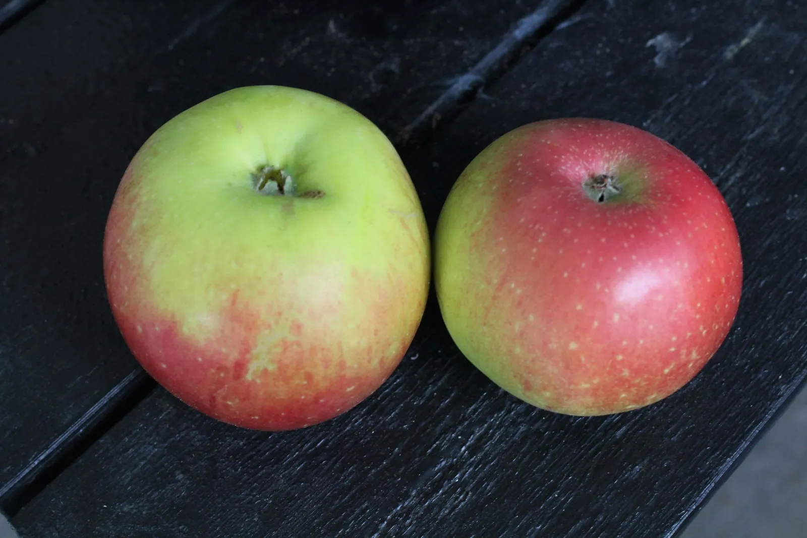 Äpple 'Aroma' E , svagväxande, B9