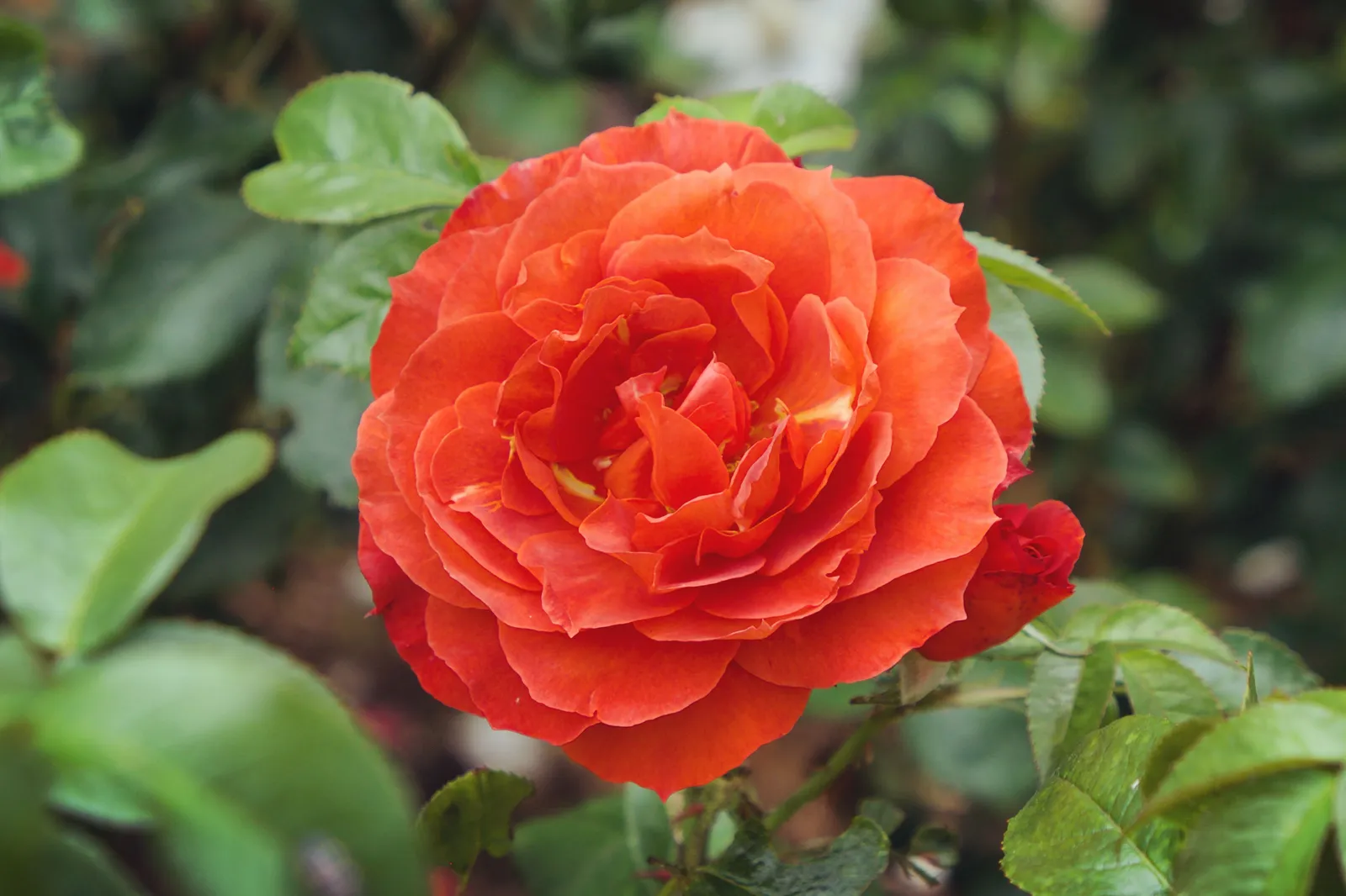 Floribundaros HOT CHOCOLATE ('Wekpaltlez') - miniatyr 5