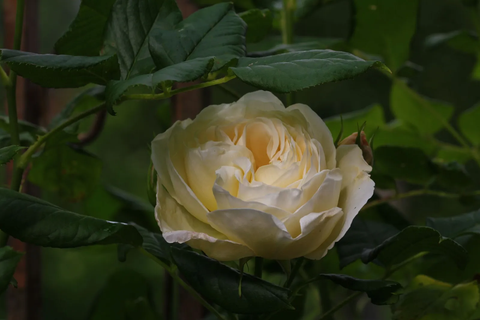 Storblommig klätterros UETERSENER KLOSTERROSE ('Tan99176'PBR) - miniatyr 5