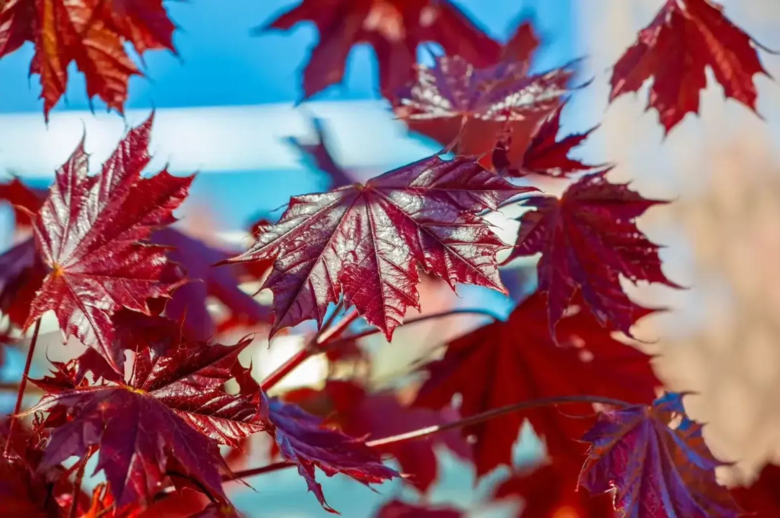 Skogslönn 'Royal Red', Högstammat träd — detalj 2