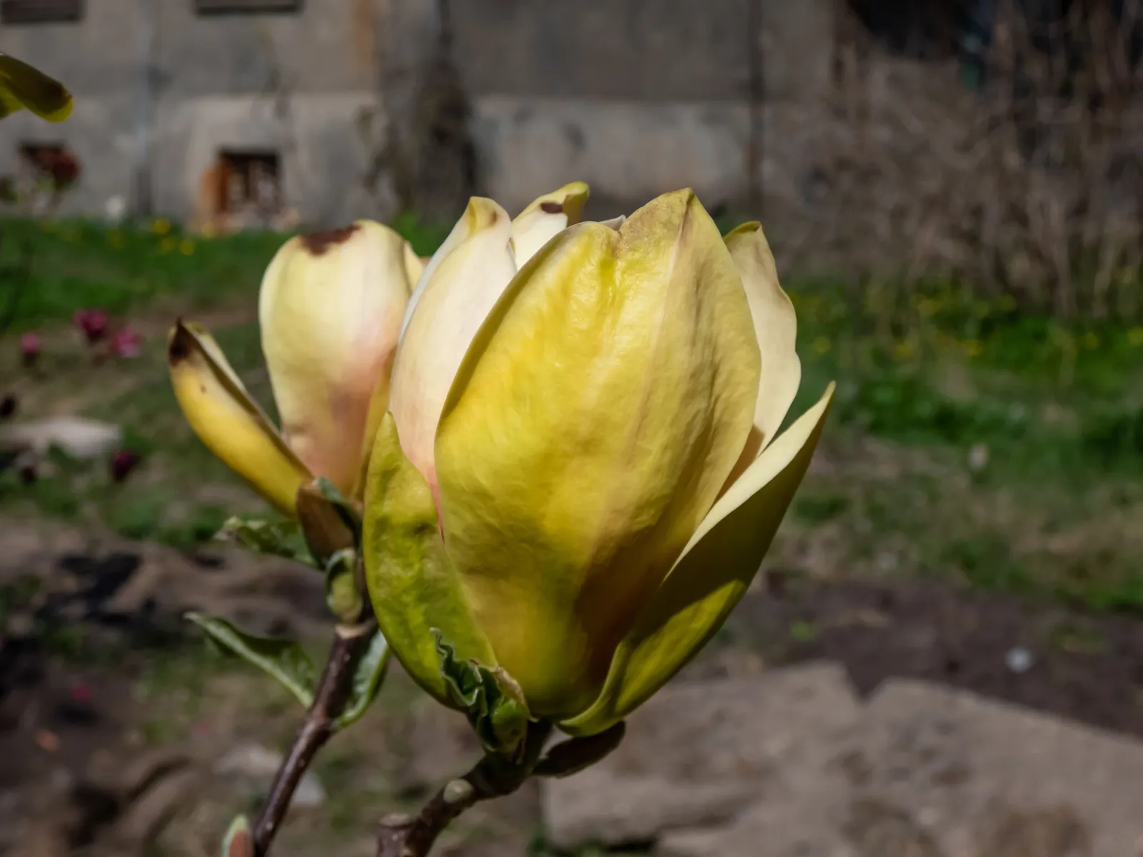 Magnolia 'Sunsation', sol 60-80 cm, co/kl - miniatyr 5